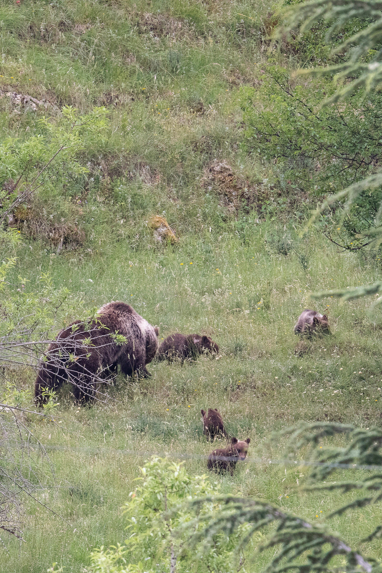 Orsa con 4 orsacchiotti