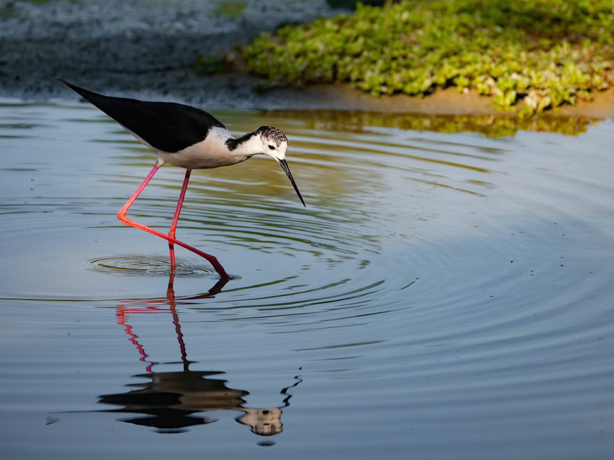 Knight of Italy puzzled in front of the mirror