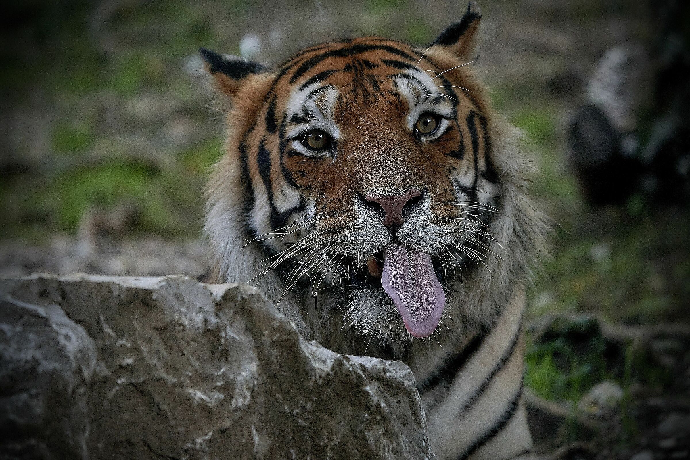 Tigre