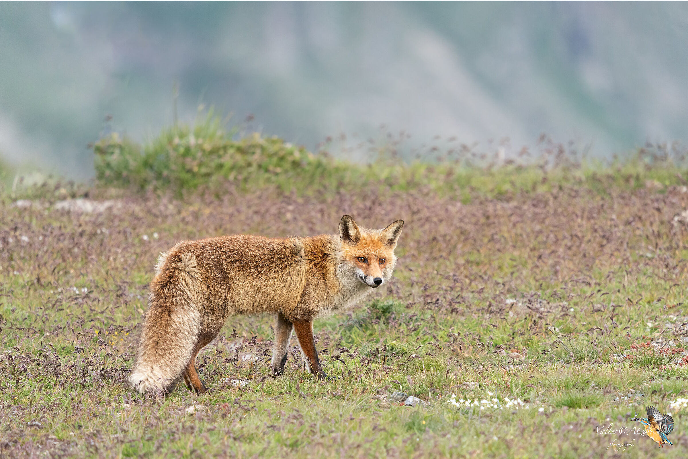 Red Fox