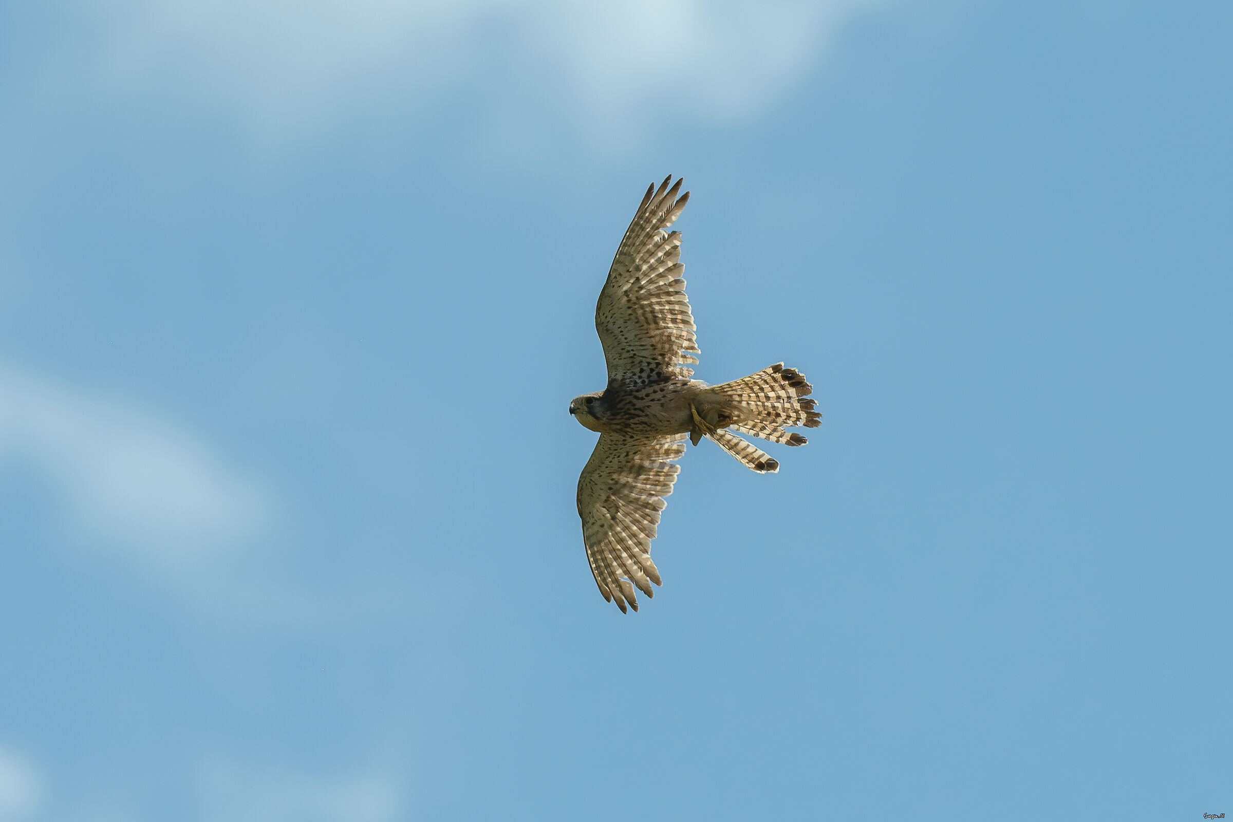 Kestrel
