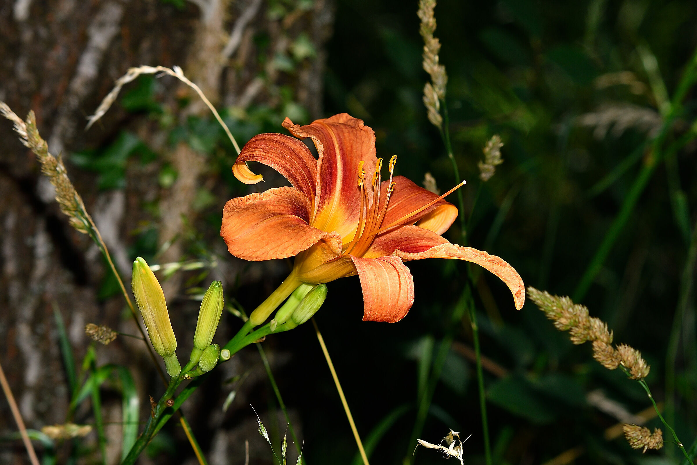 Mai visto tanti gigli in fiore