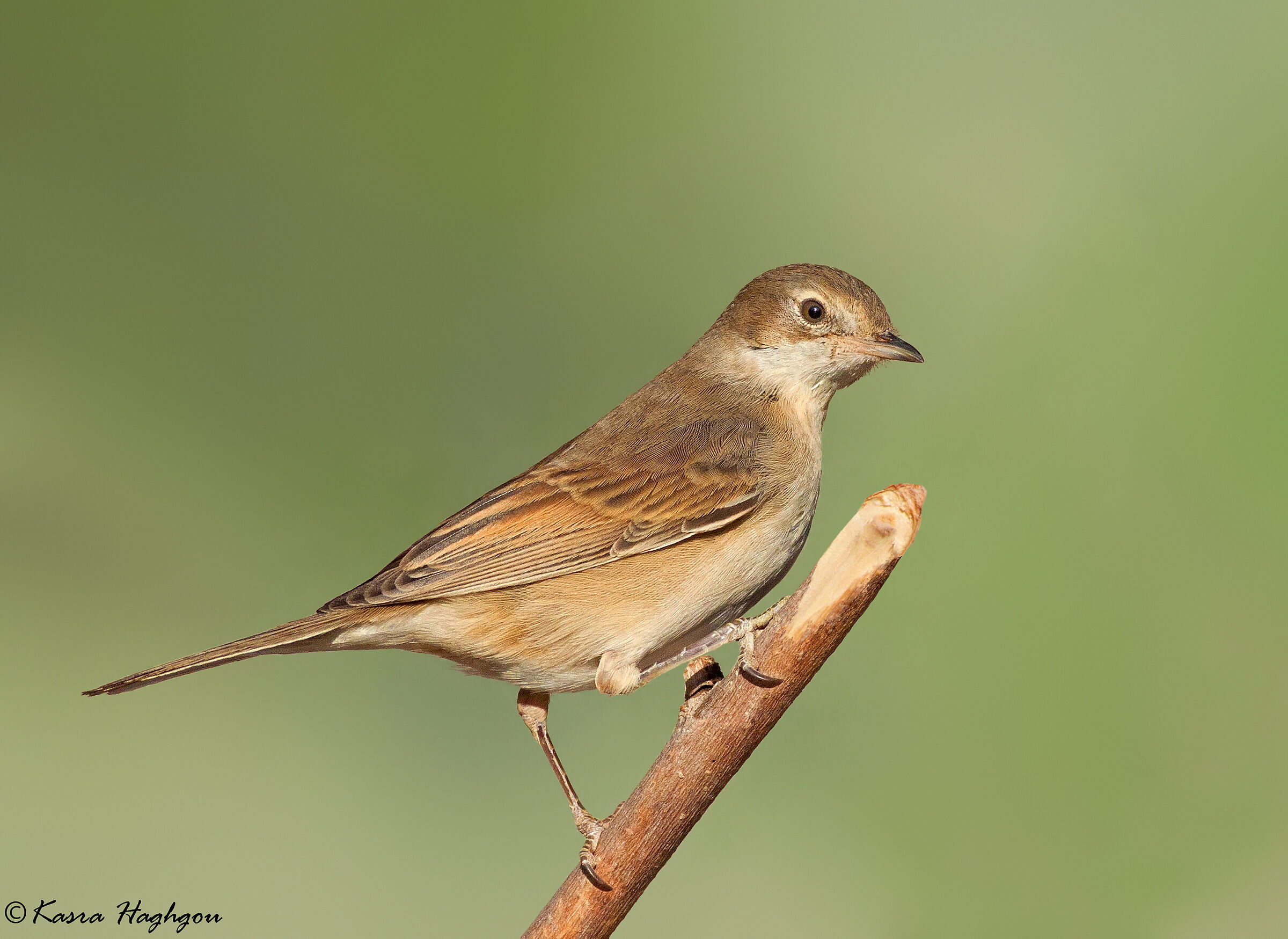 Gola bianca comune (Sylvia communis)