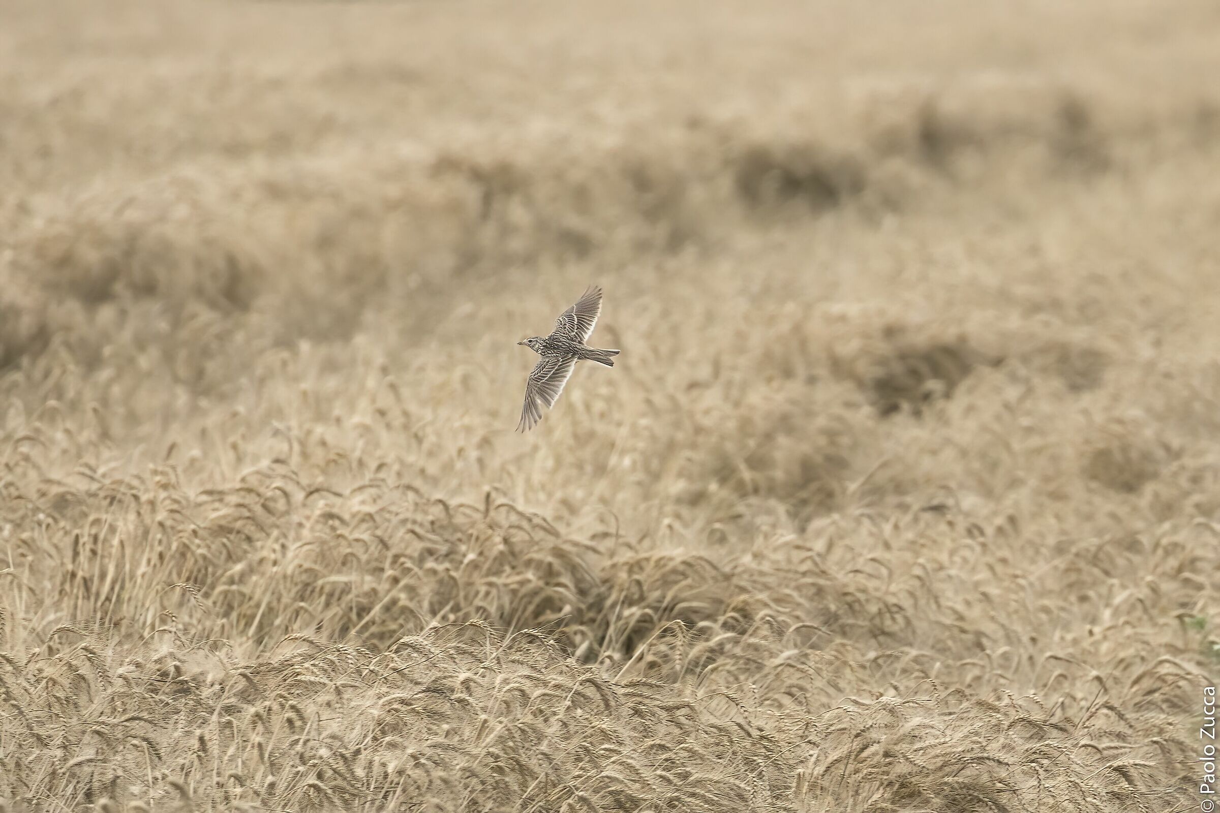 Sea and waves of wheat for the Larkola