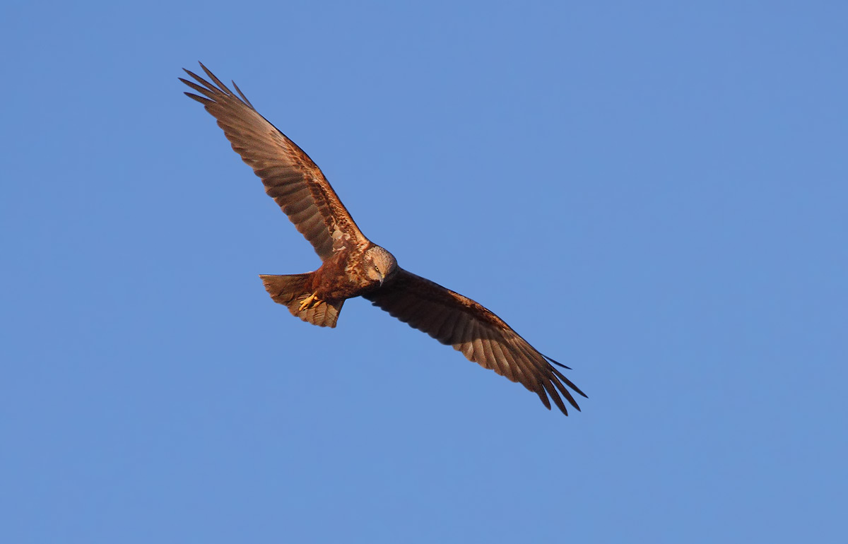 Marsh Harrier