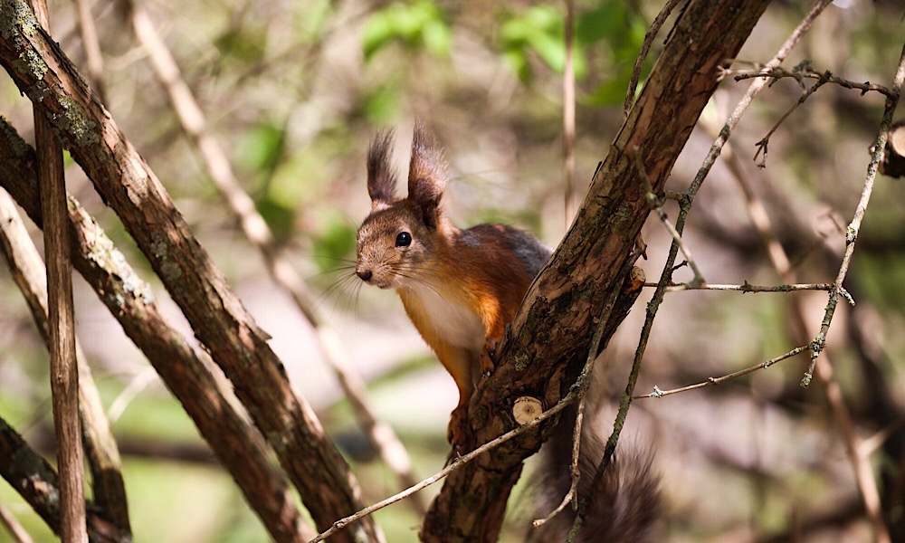 Red Squirrel