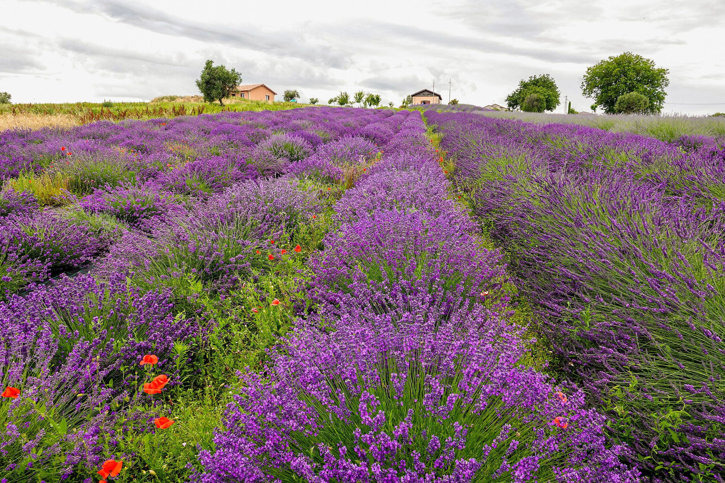 ... Lavender .... massignano !!!
