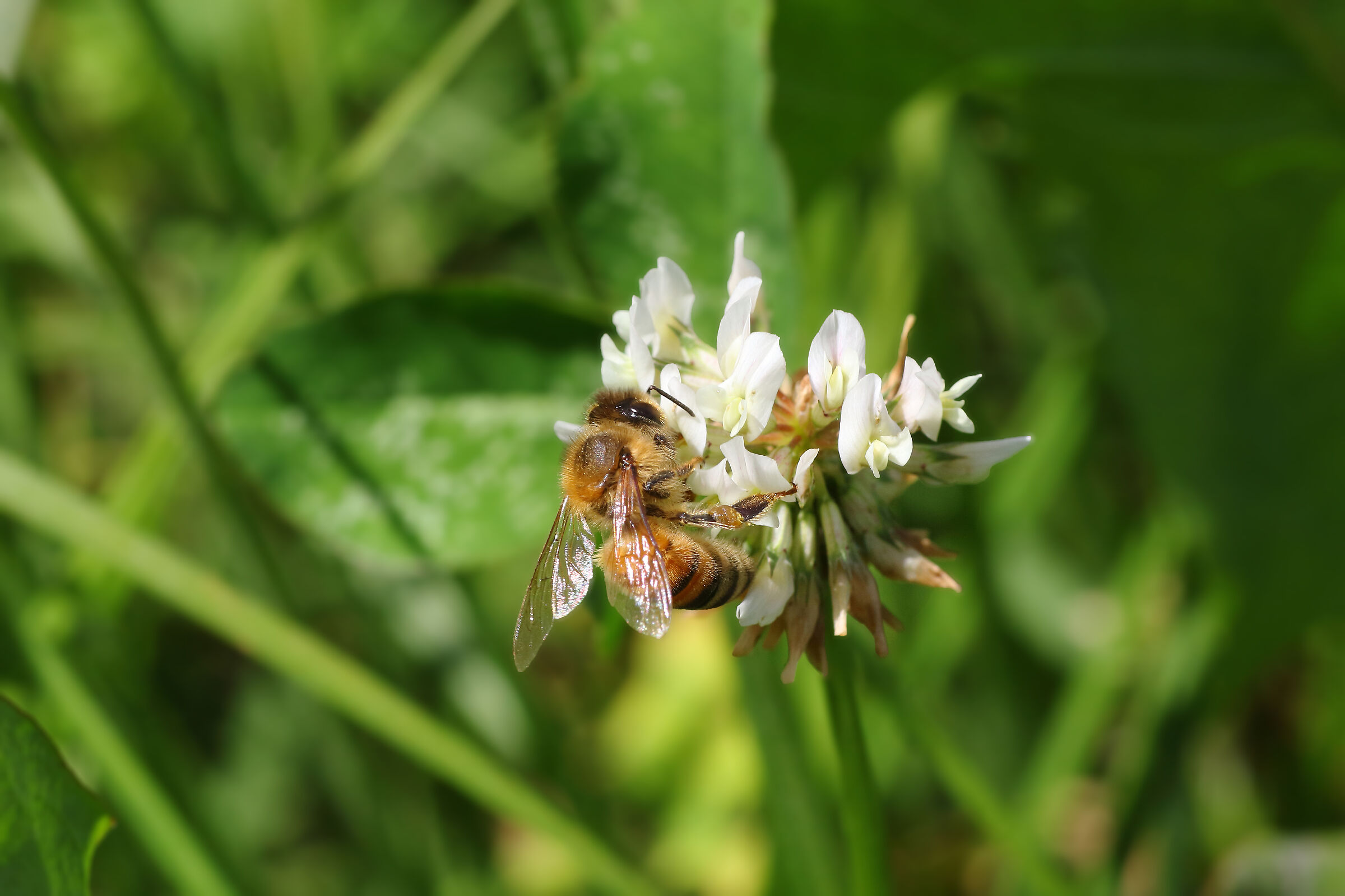 bee on flower