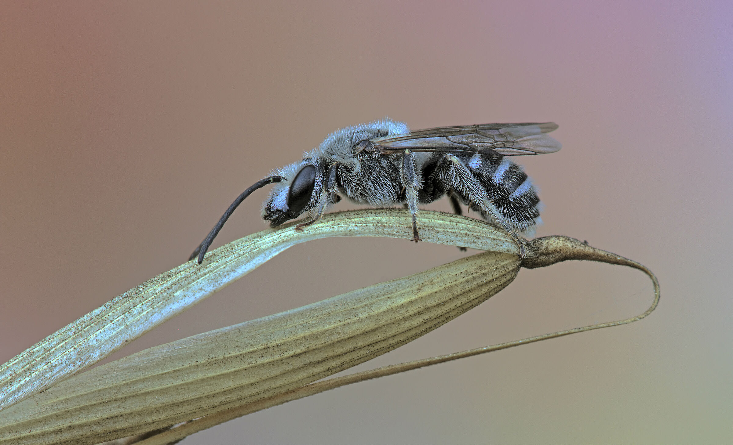 ...in bianco & nero....!!!