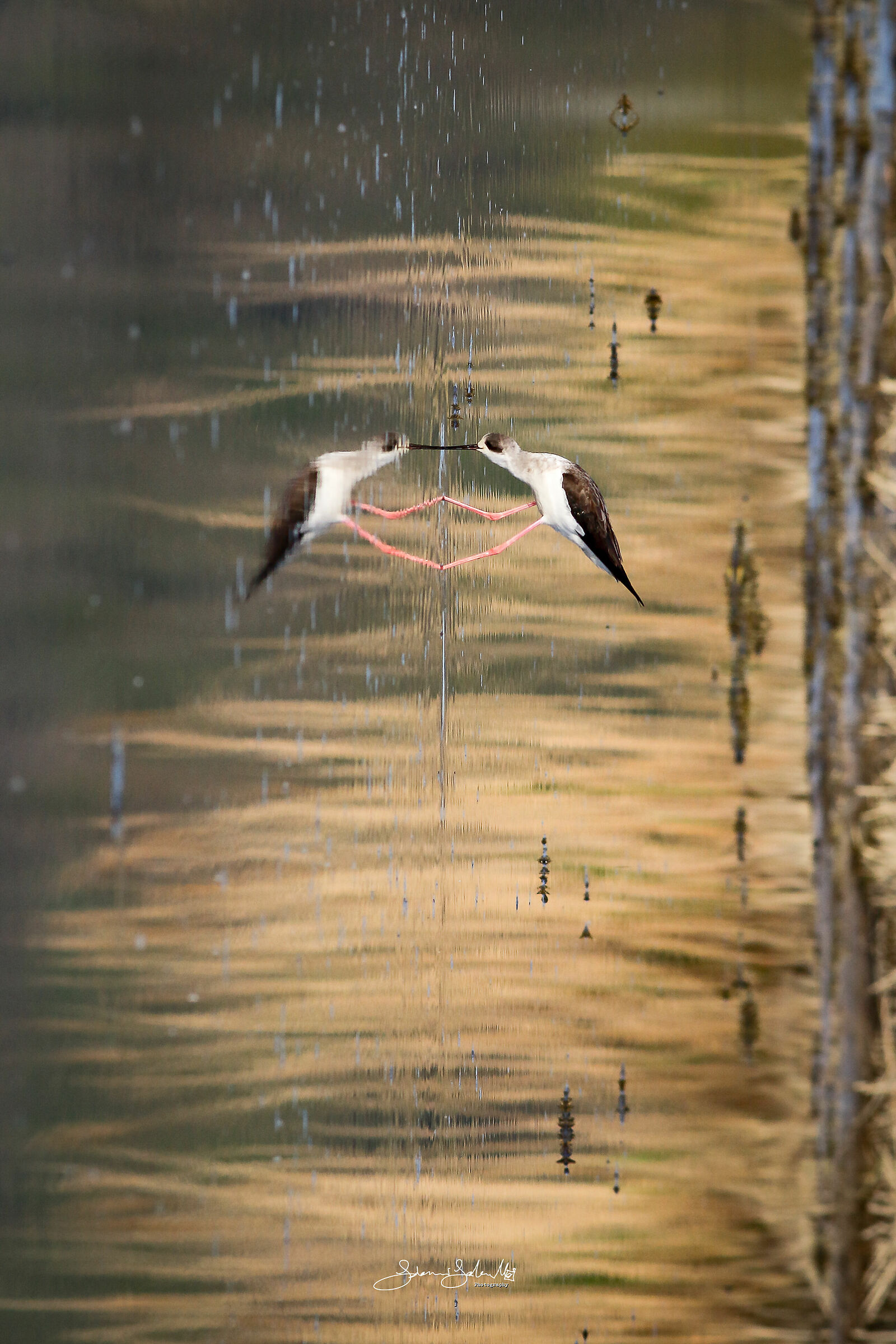 Vertical mirror (Himantopus himantopus, L., 1758)