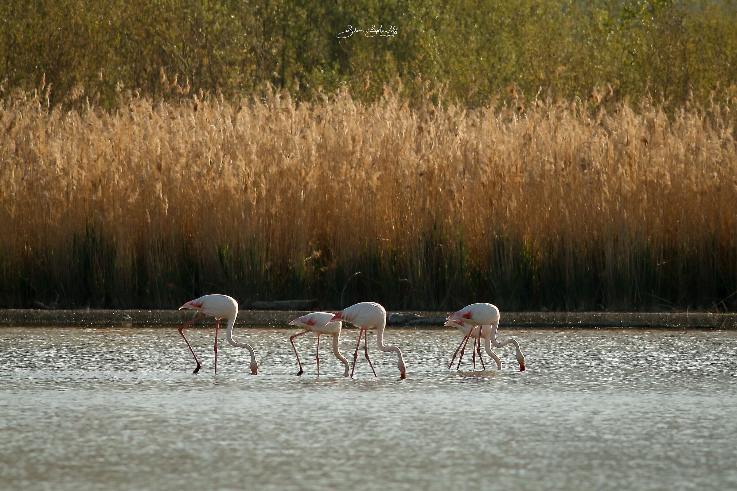 Having dinner (Phoenicopterus roseus, Pallas, 1811)