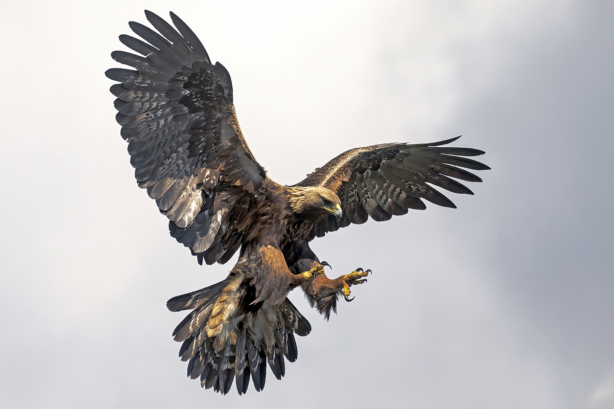 aquila reale -Alpi Italiane-