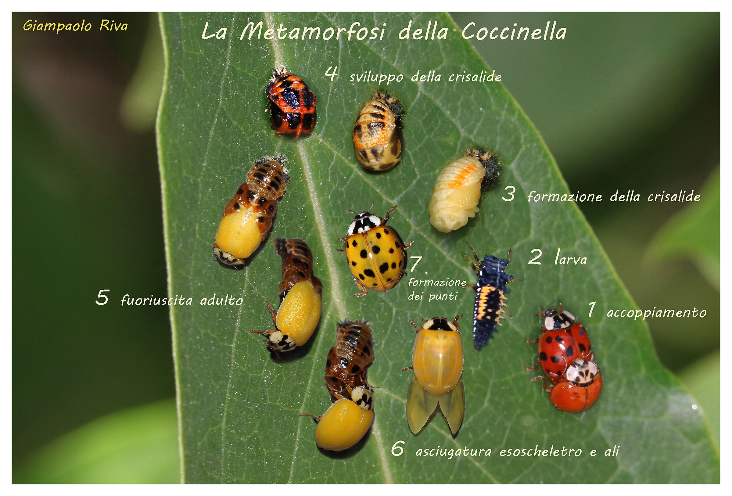 The metamorphosis of Ladybug