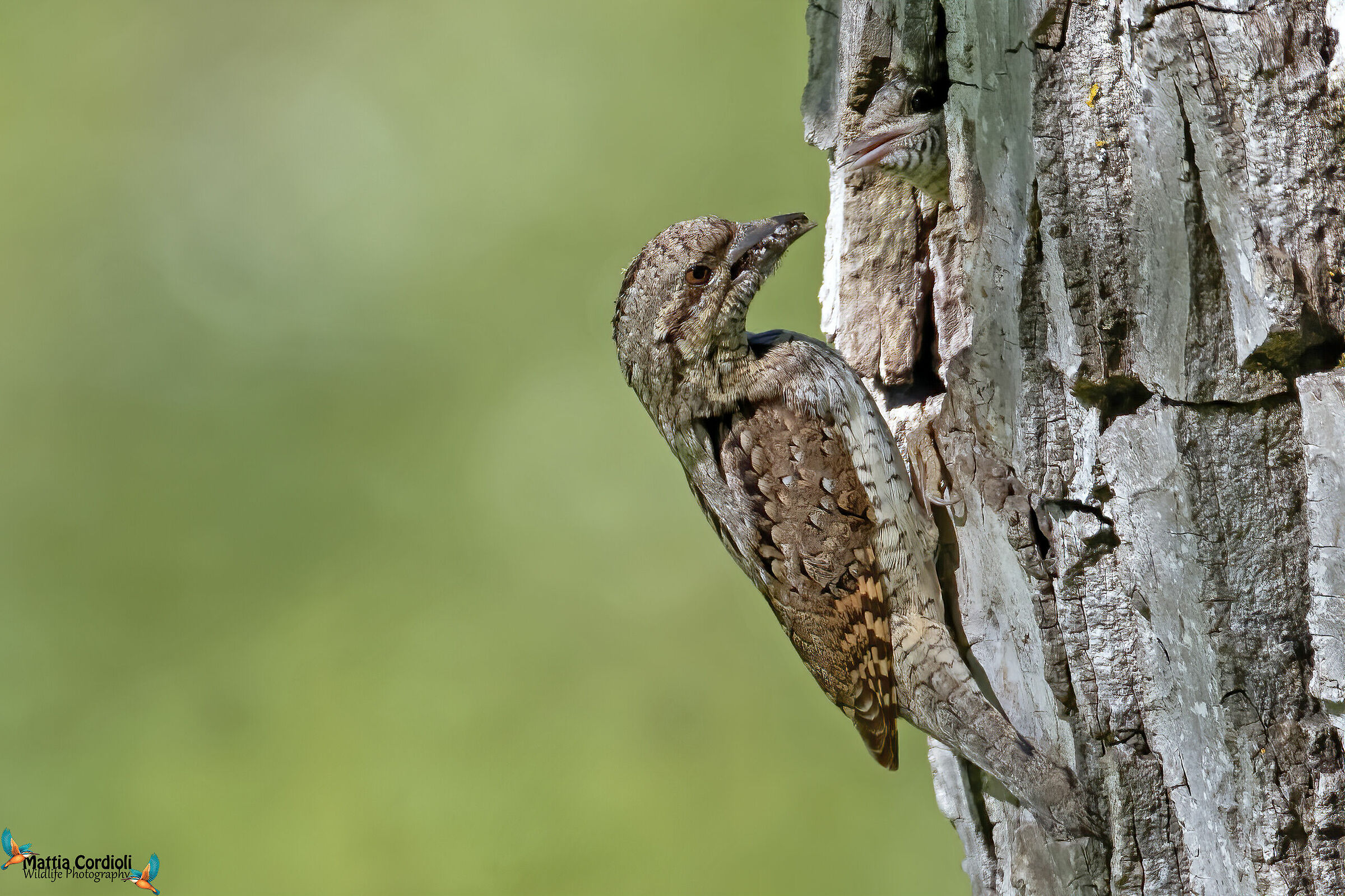 neck torch at the nest