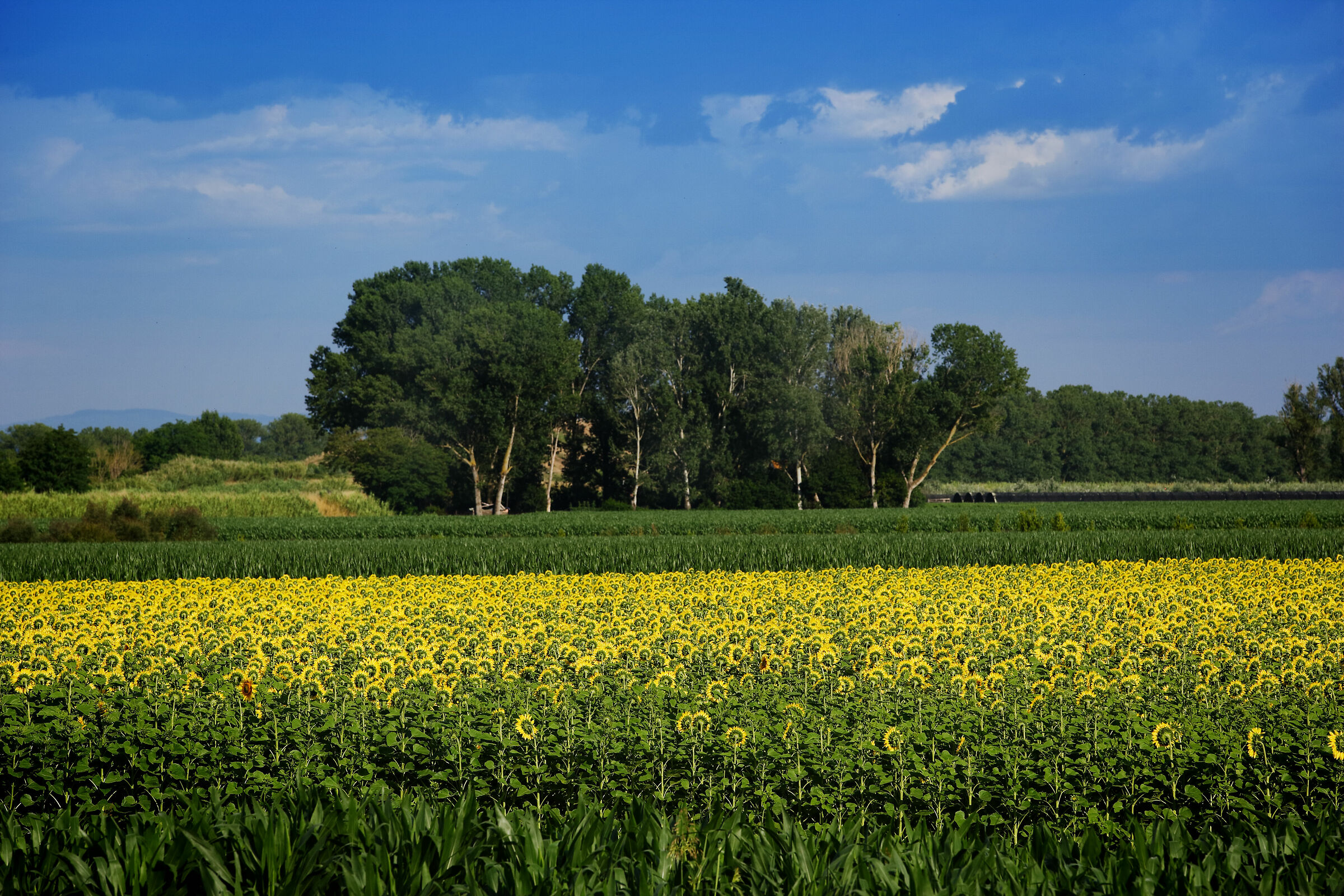 A handful of hours after the Summer Solstice