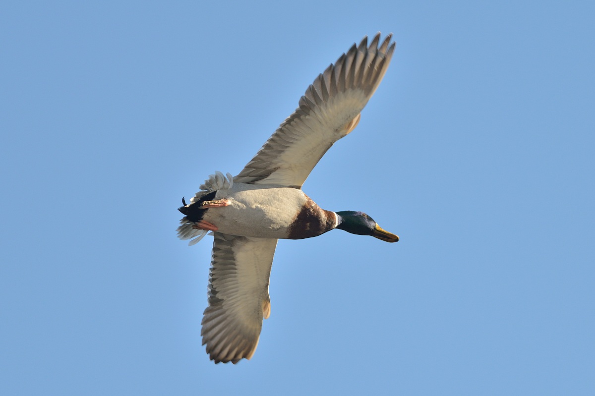 Germano Reale (Mallard)