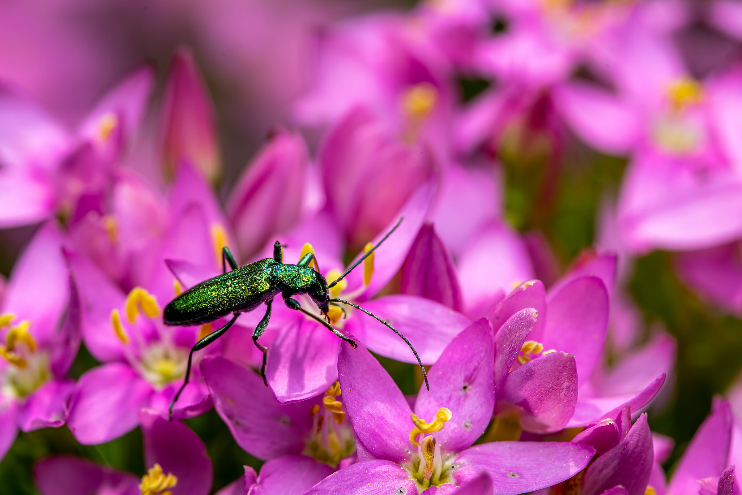 Oedemera flavipes