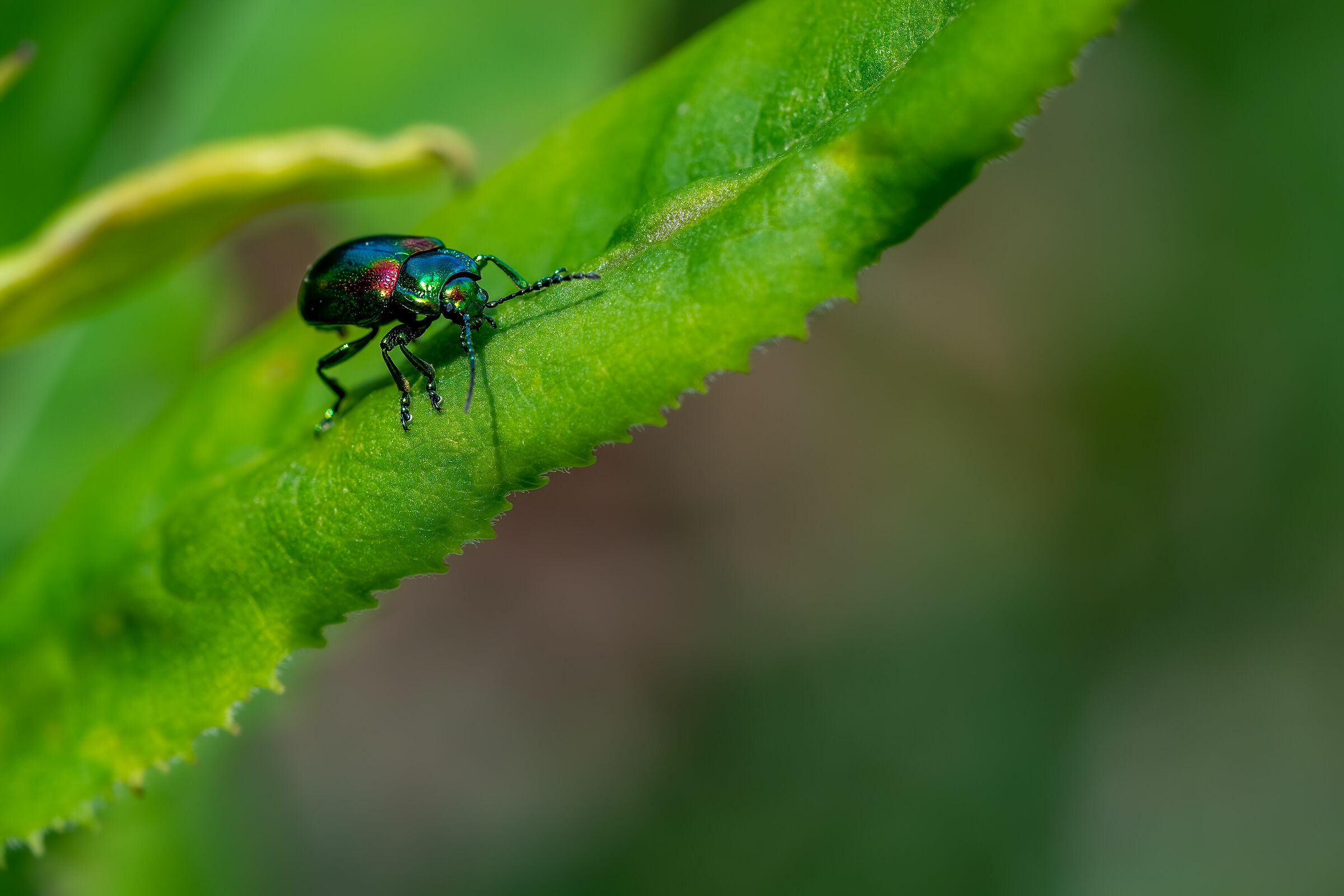 Chrysolina fastuosa