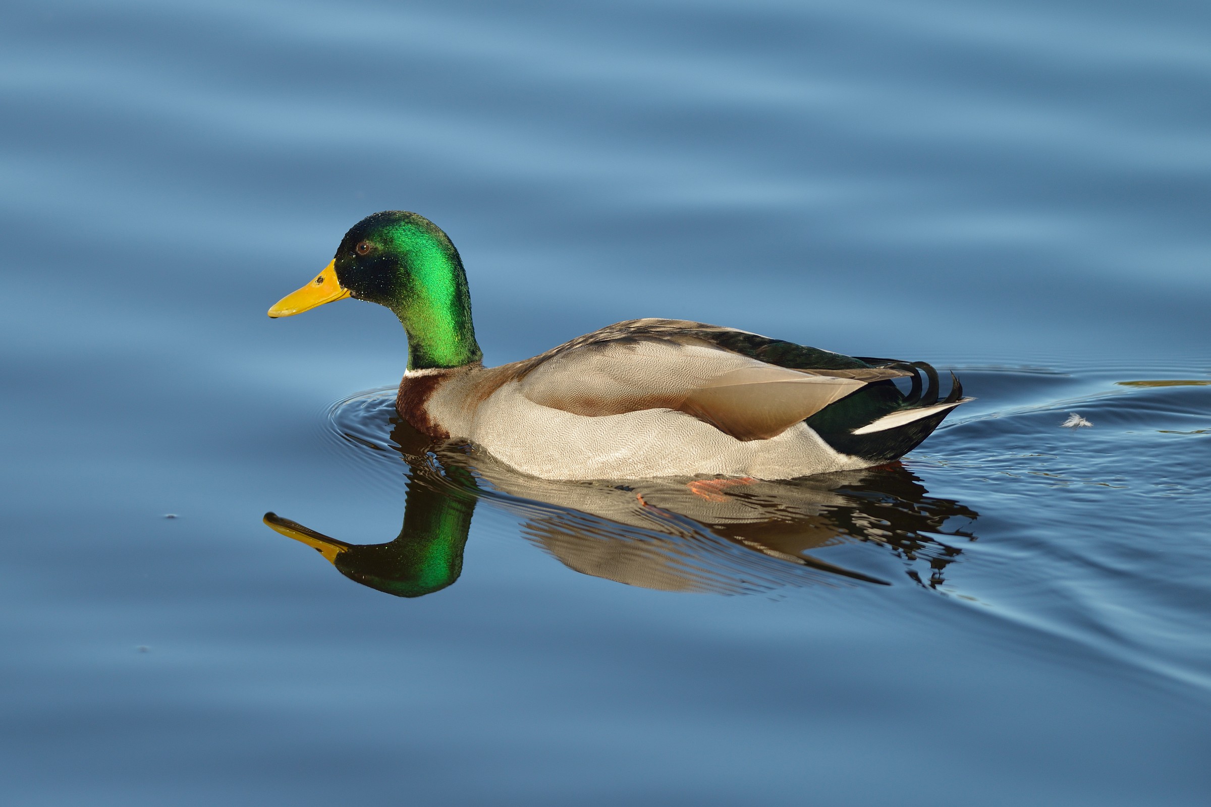 Germano Reale (Mallard)