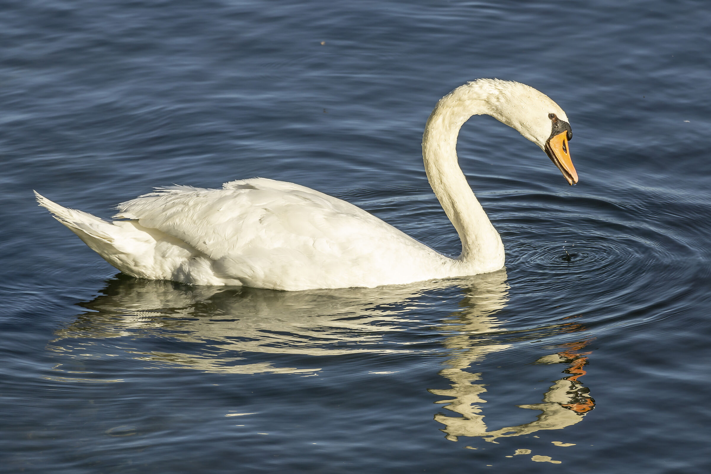 Domenica 21 giugno 2020, 19:18:50
