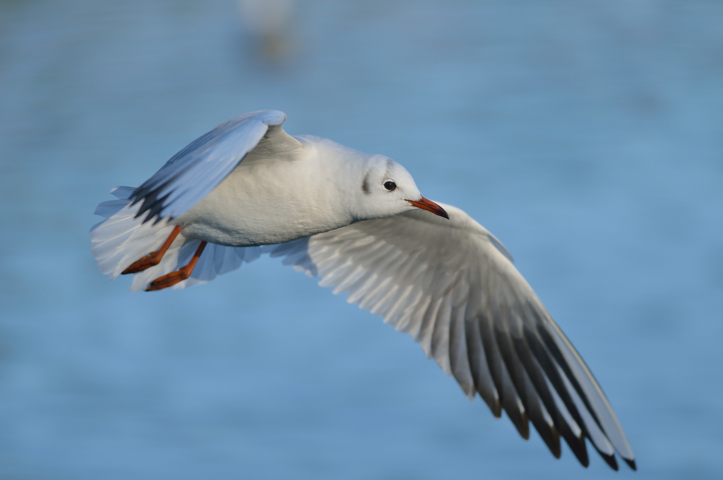 Gabbiano (Gull)