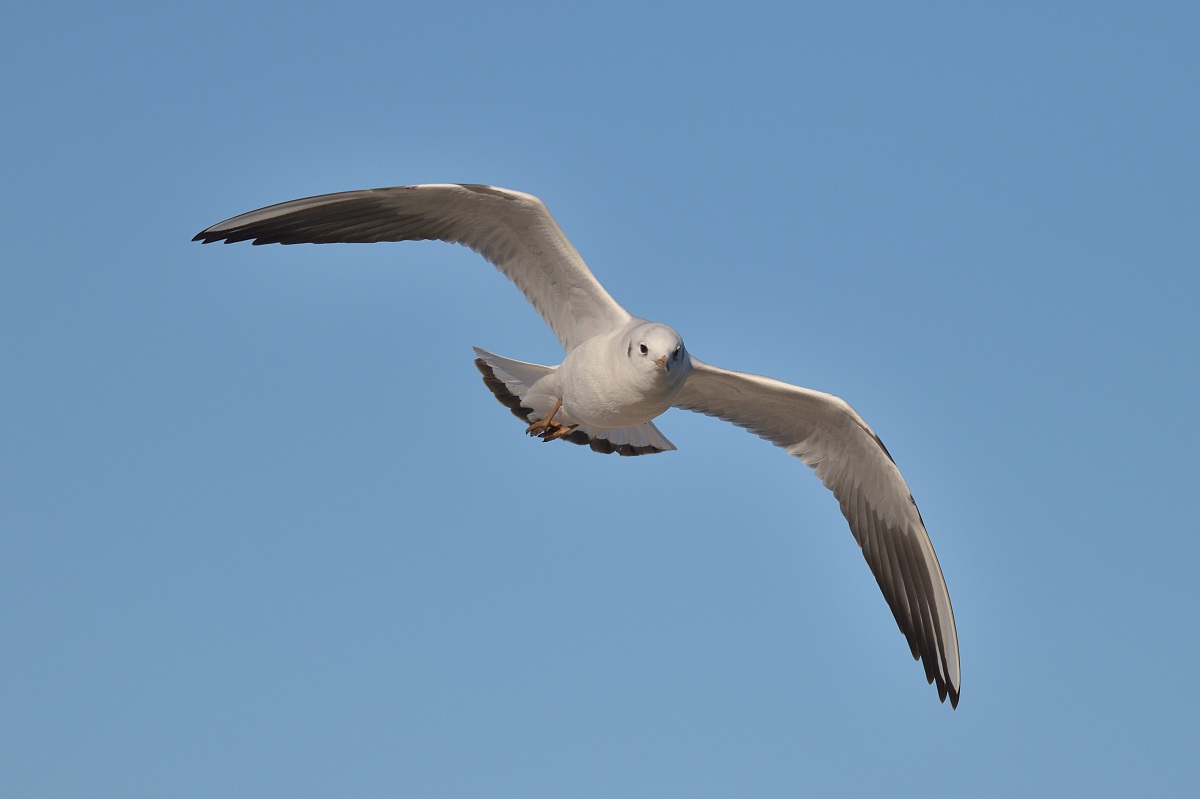 Gabbiano (Gull)