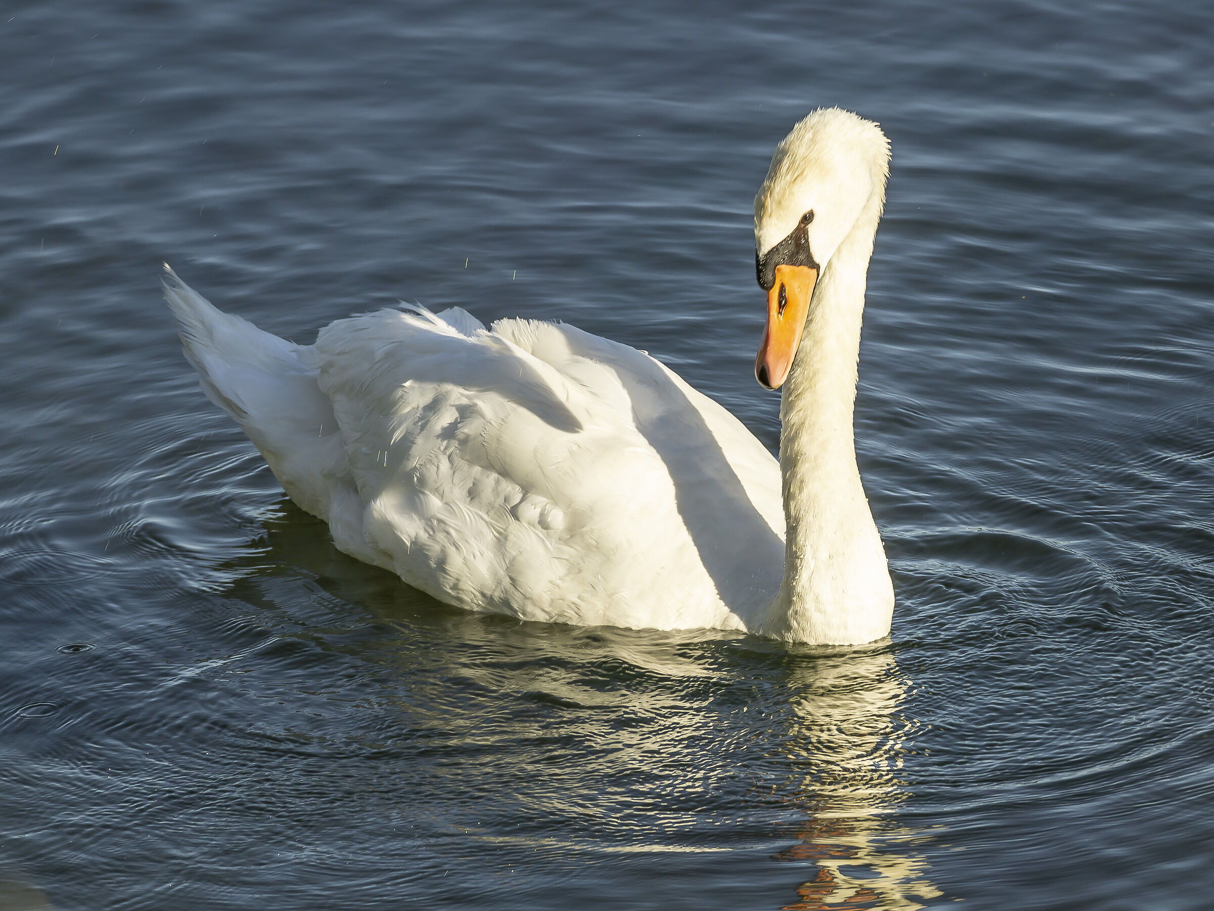 Domenica 21 giugno 2020, 19:19:38