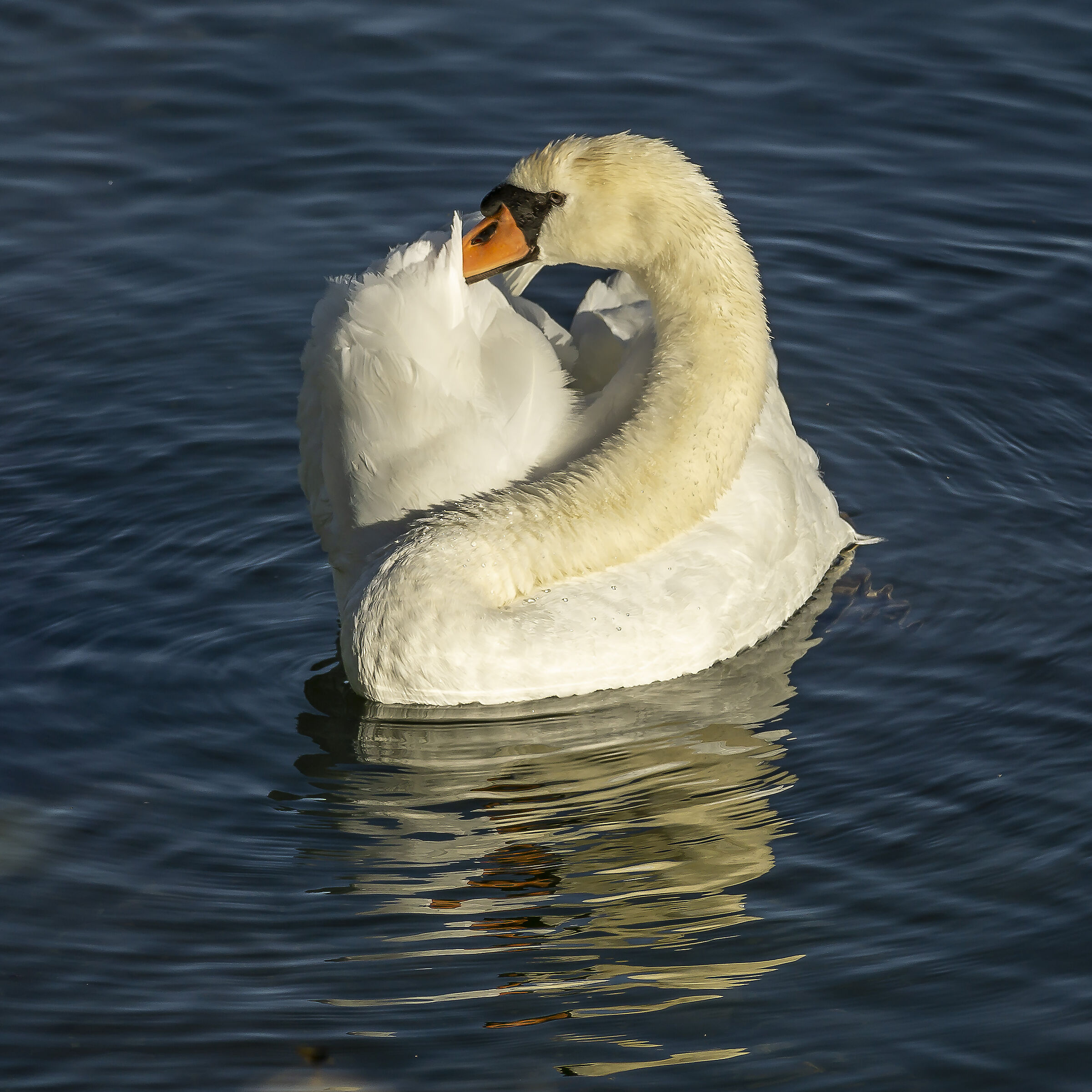 Domenica 21 giugno 2020, 19:19:54