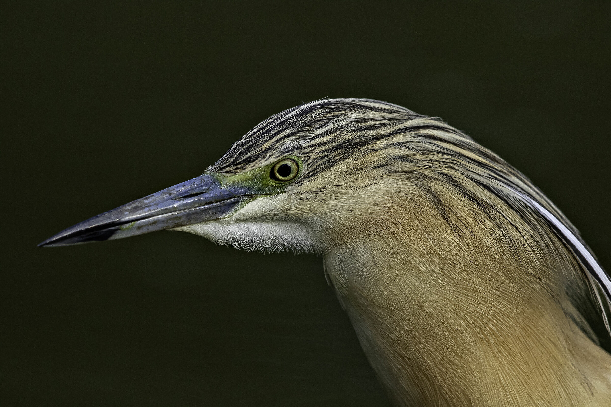 ritratto sgarza ciuffetto