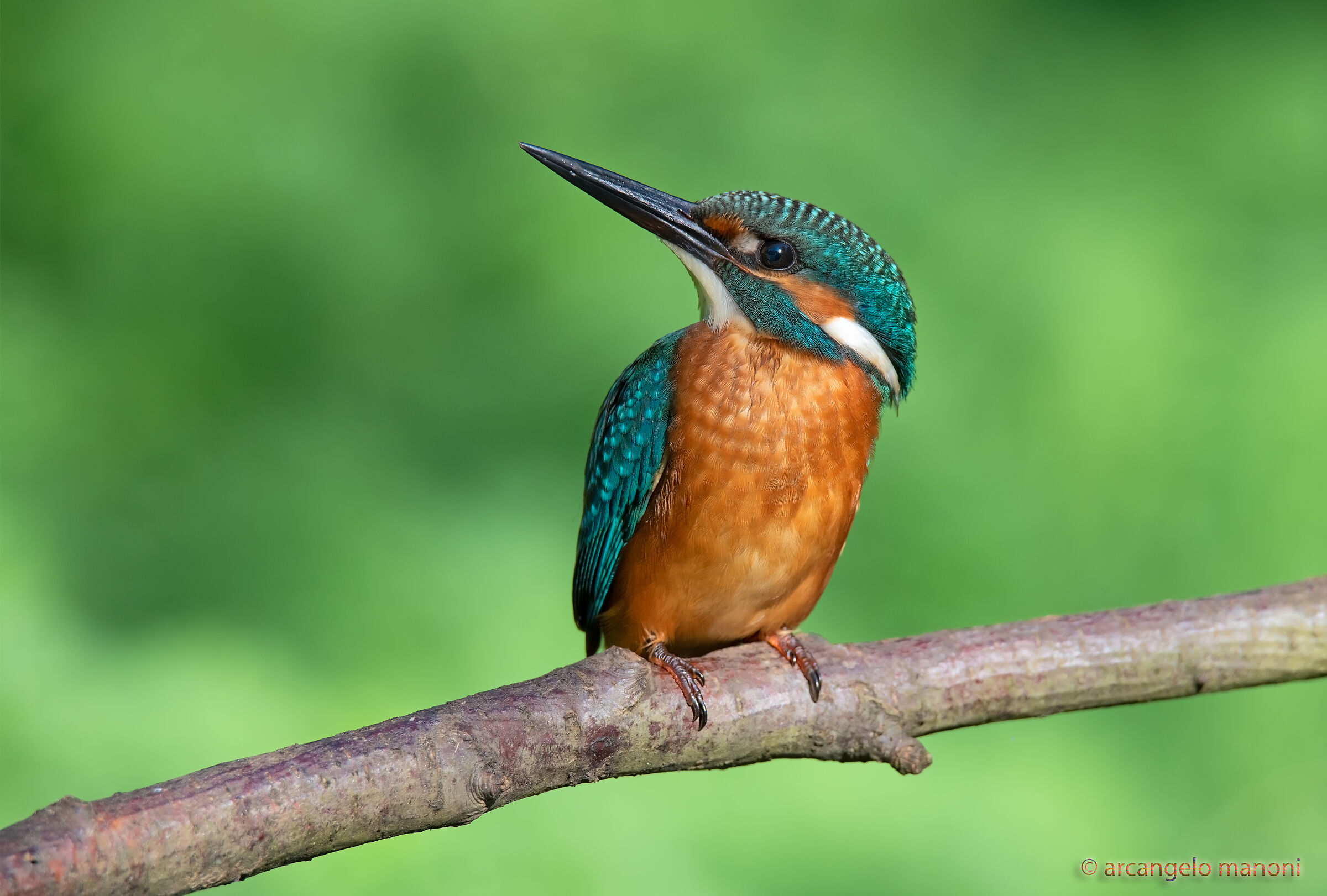 Sympathy is called Martino