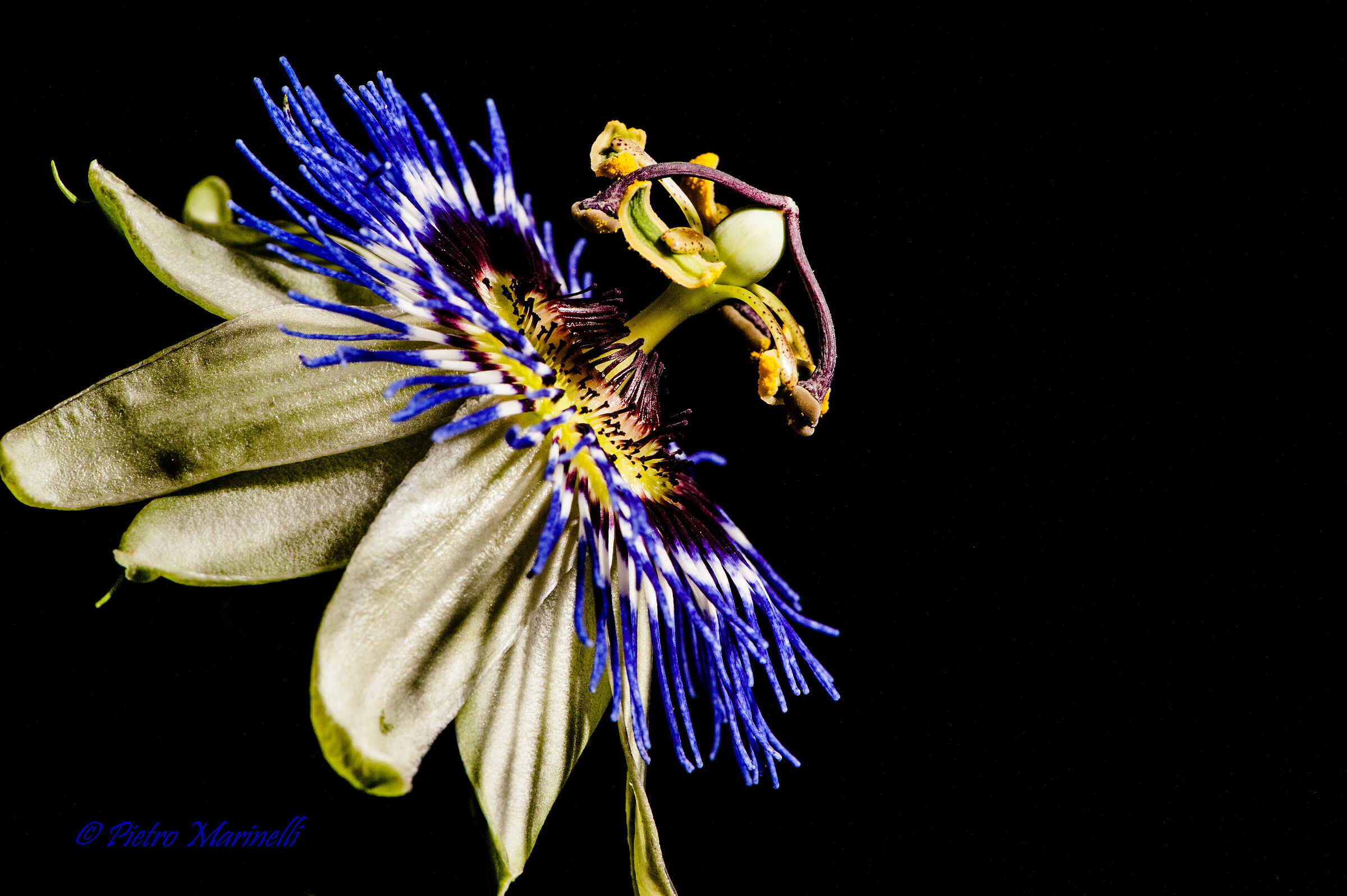 Passiflora