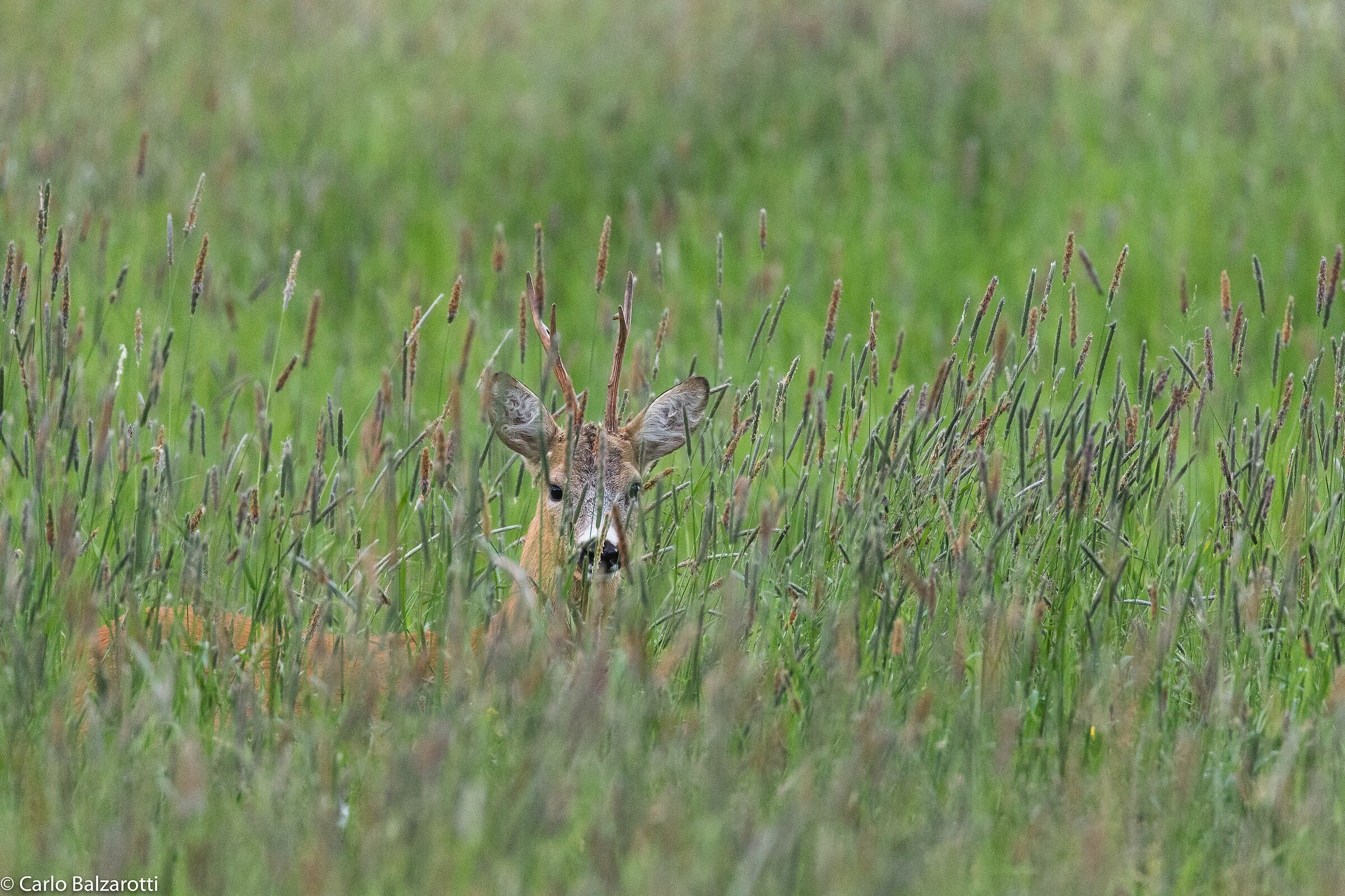 Roe deer in the tall grass
