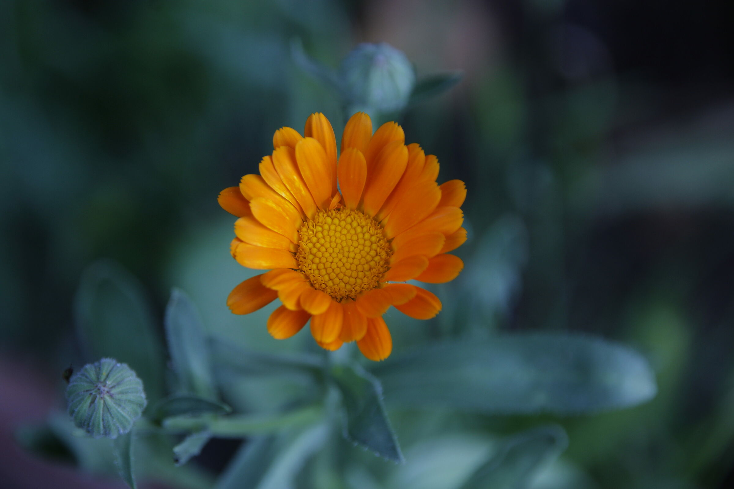 Summer calendula