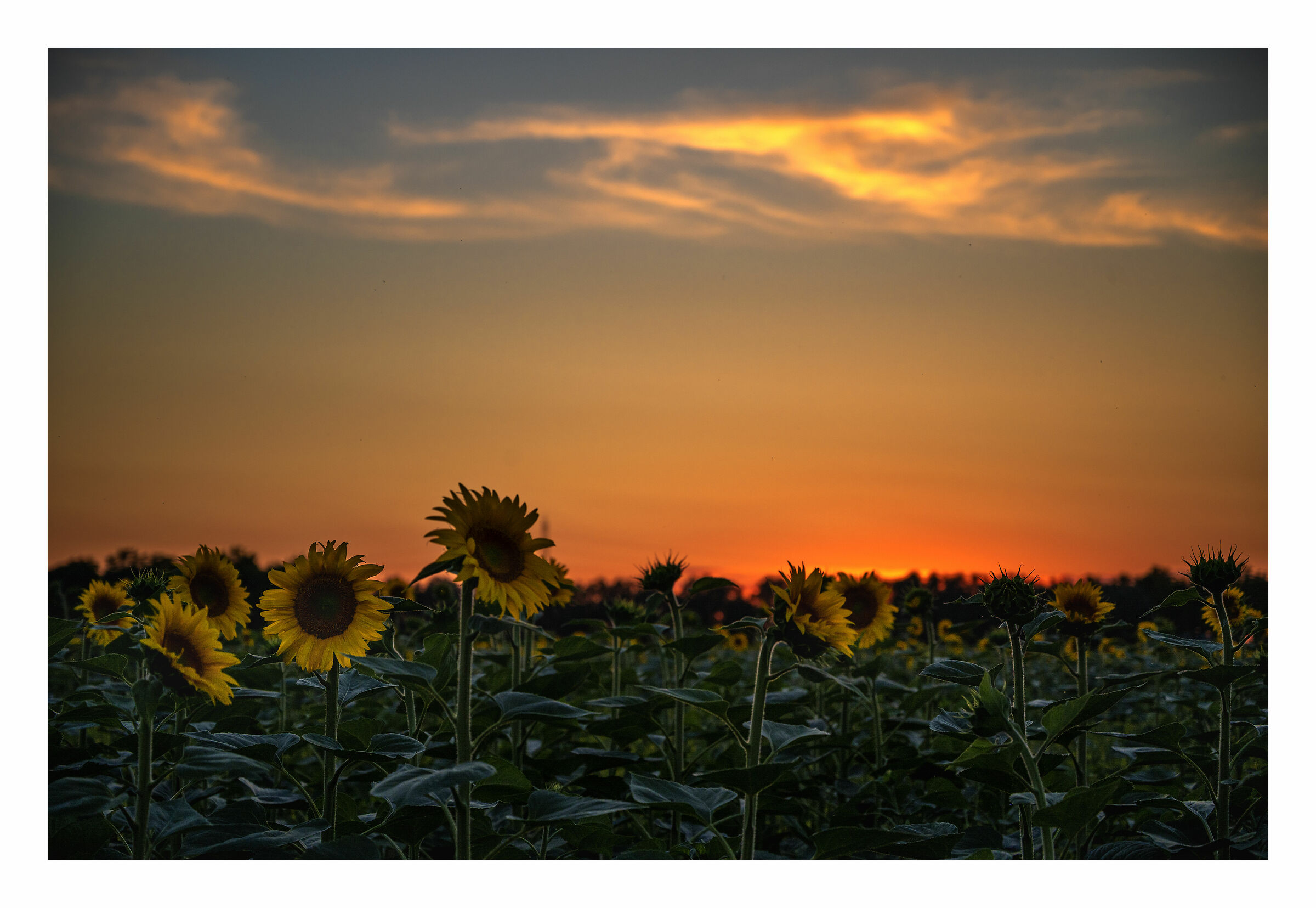 sunflowers at sunset
