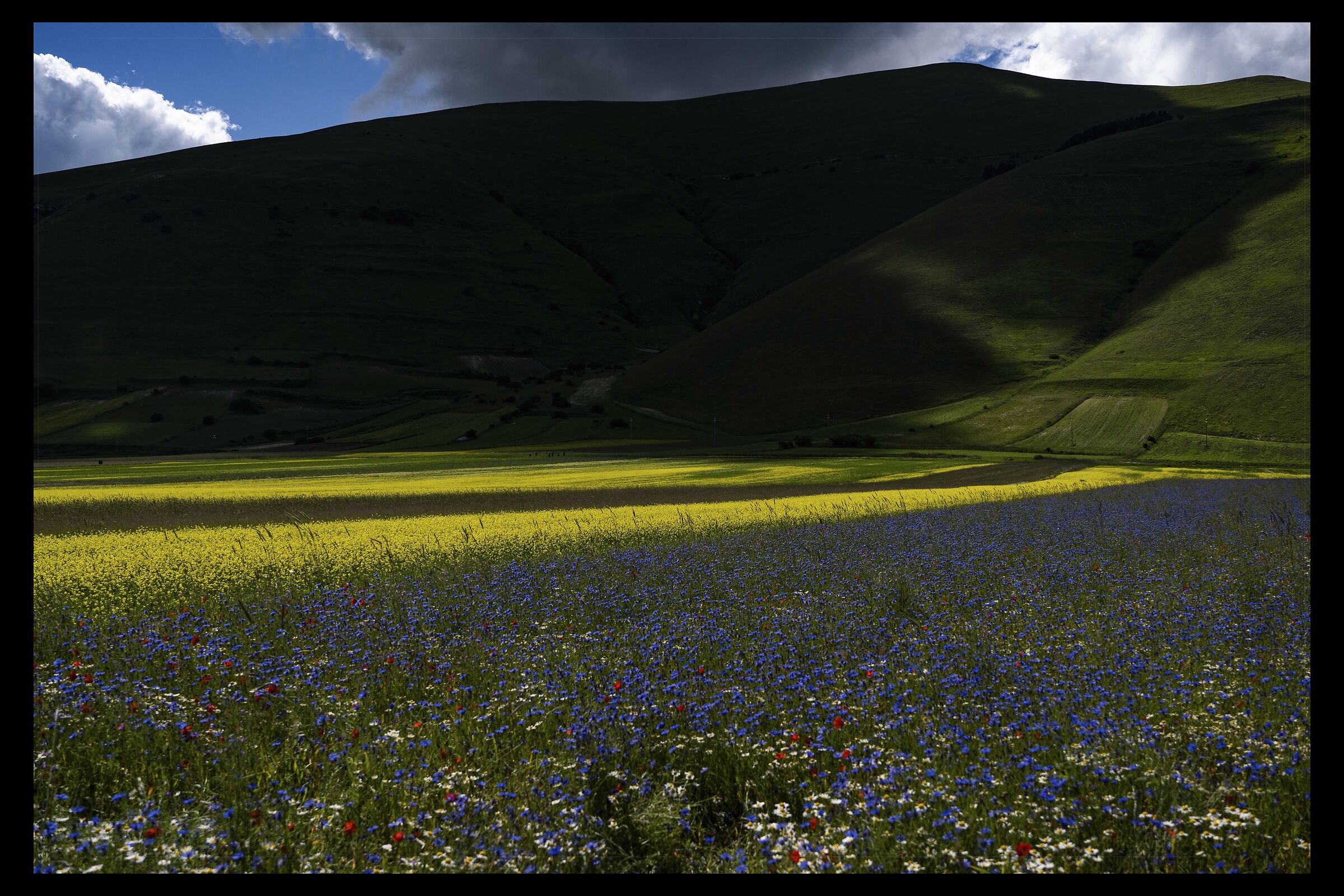 Castelluccio di Norcia- Flowering
