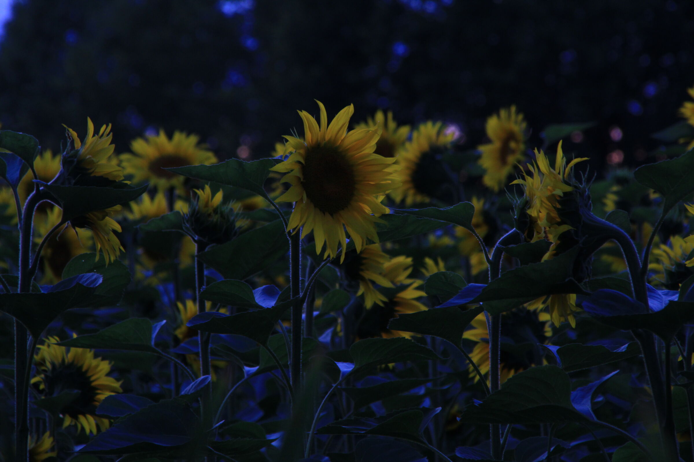 Girasoli