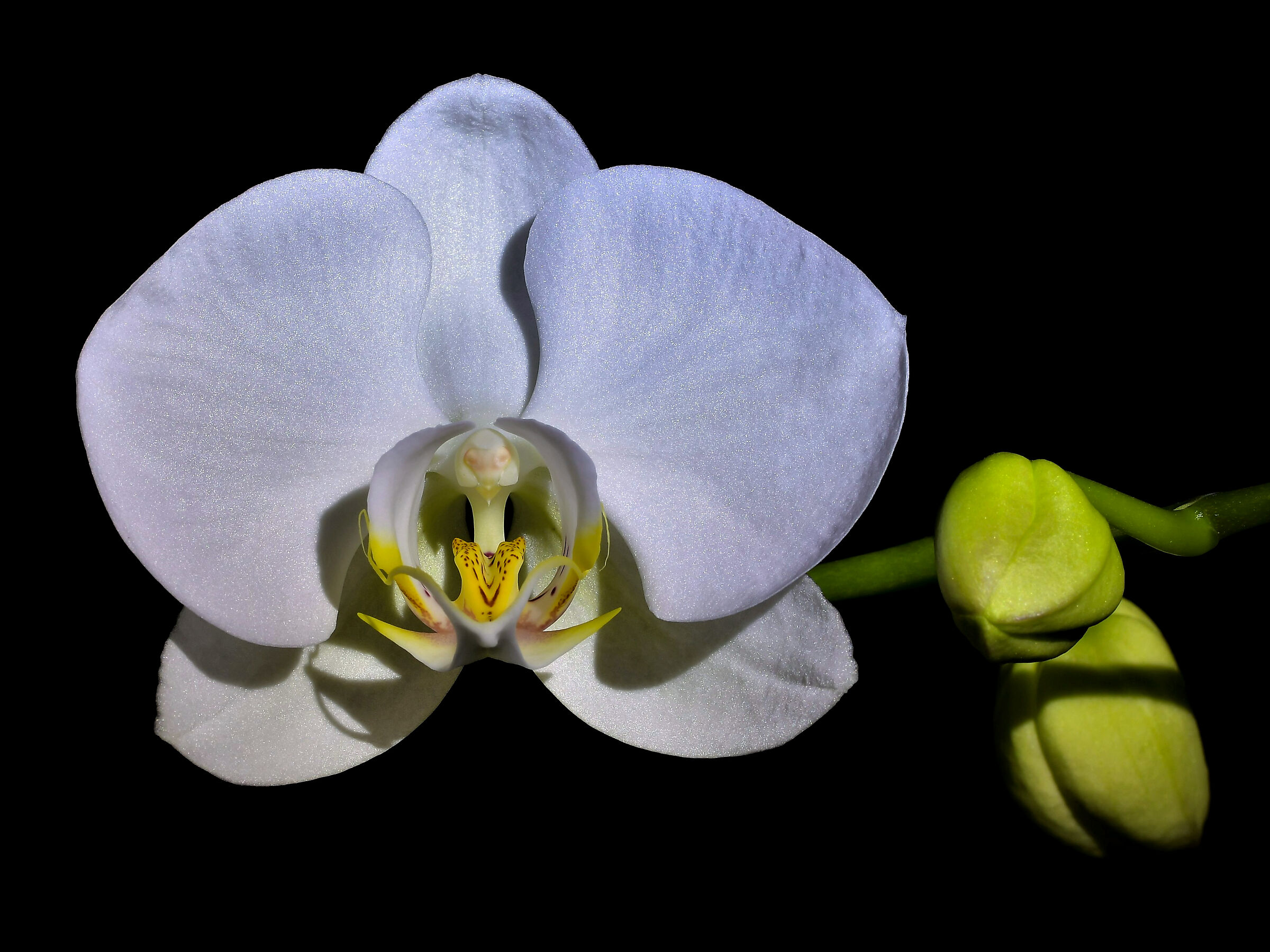 White Orchid