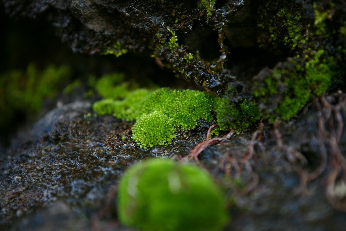 simple moss