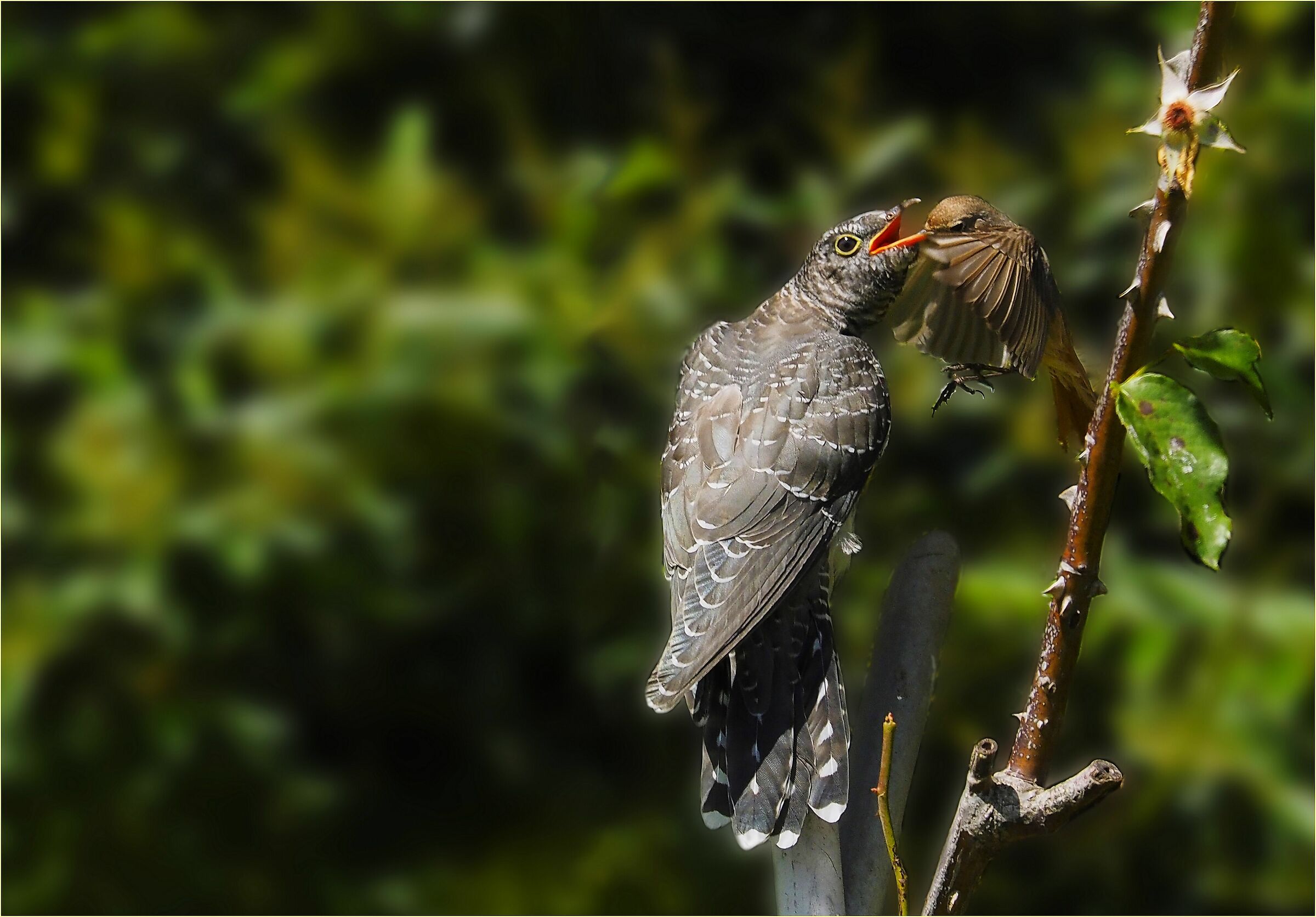 ,, the little cuckoo imbued with codirosso,