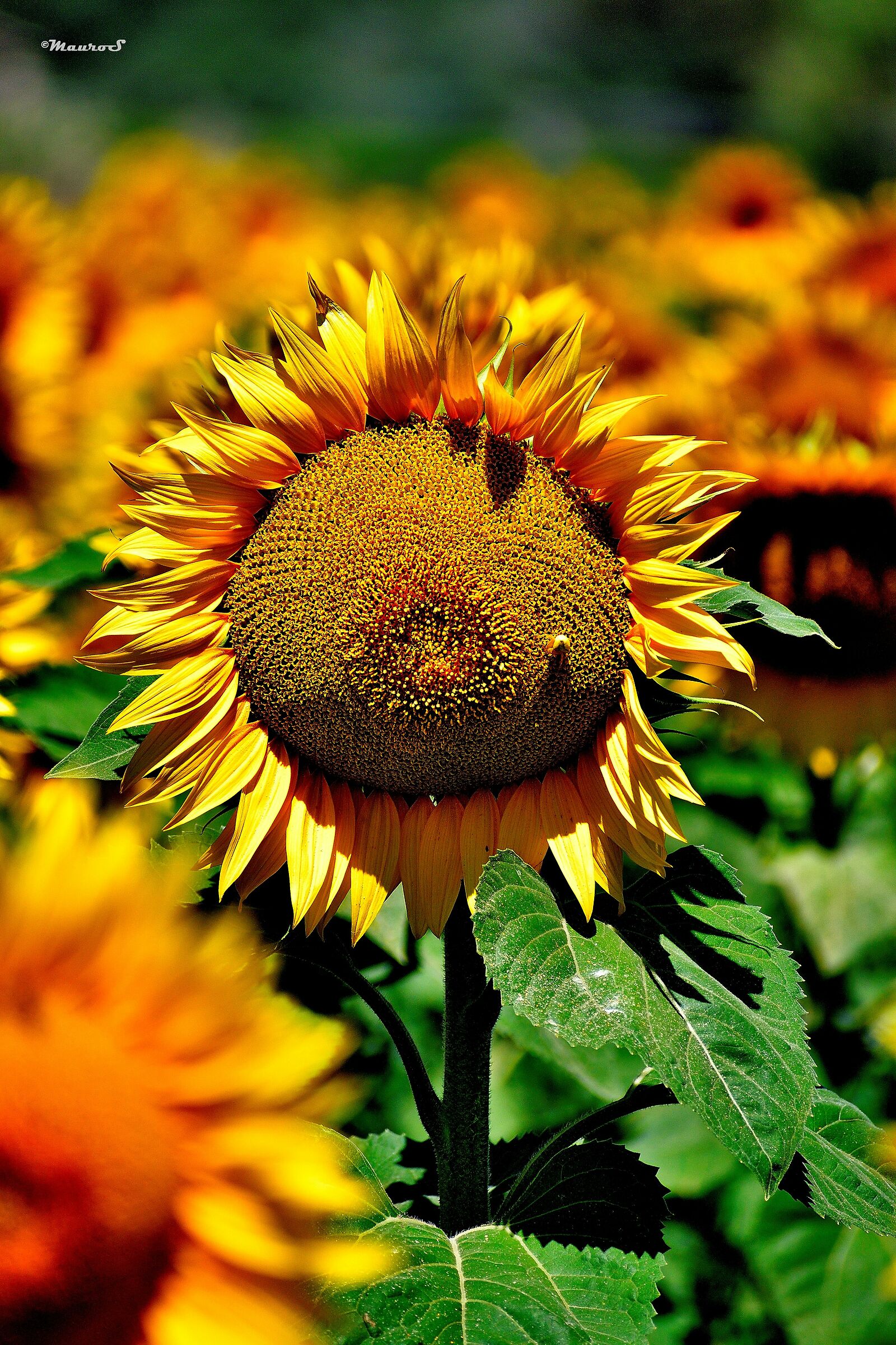 Girasoli