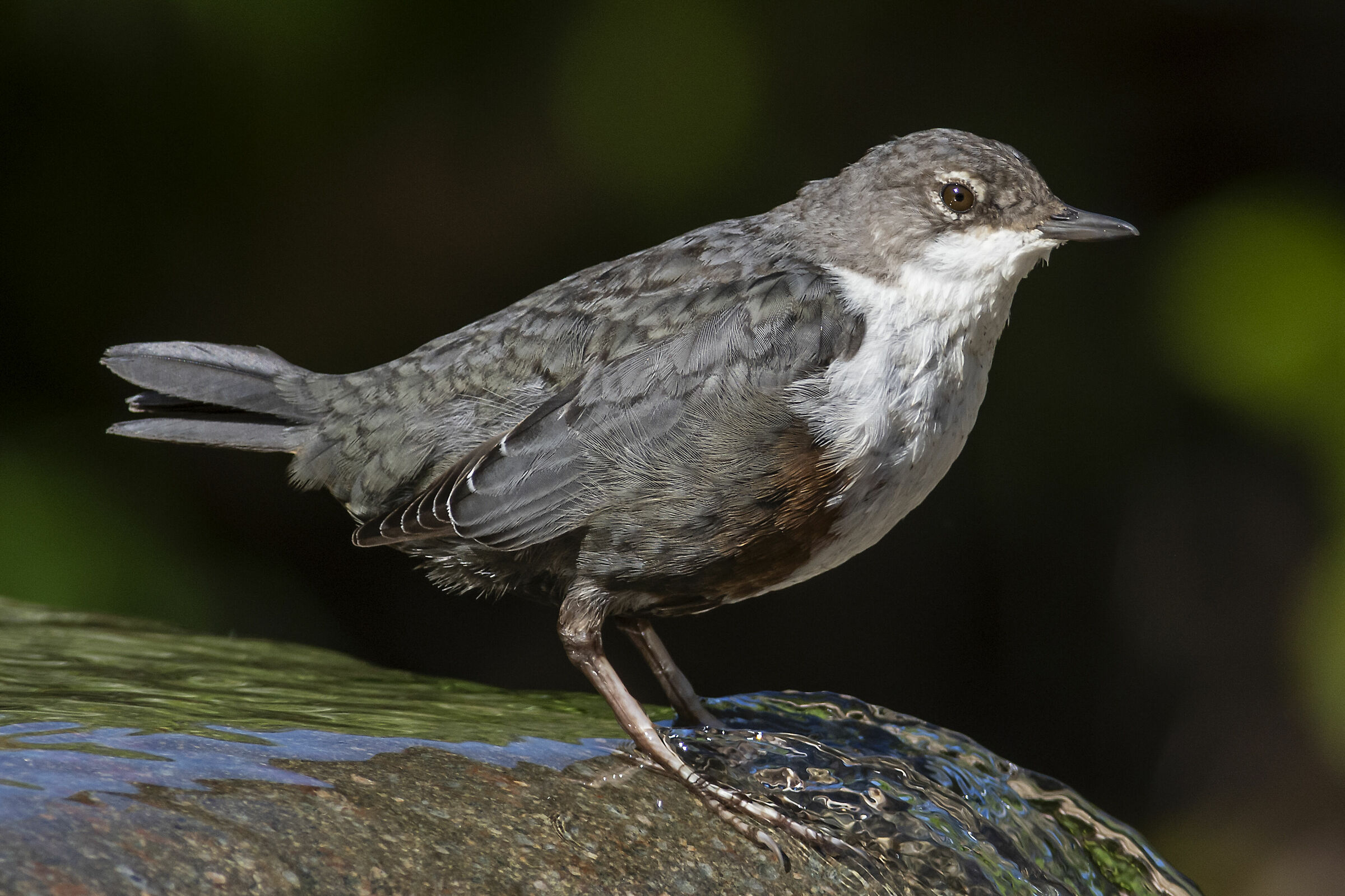 Ritratto del merlo acquaiolo