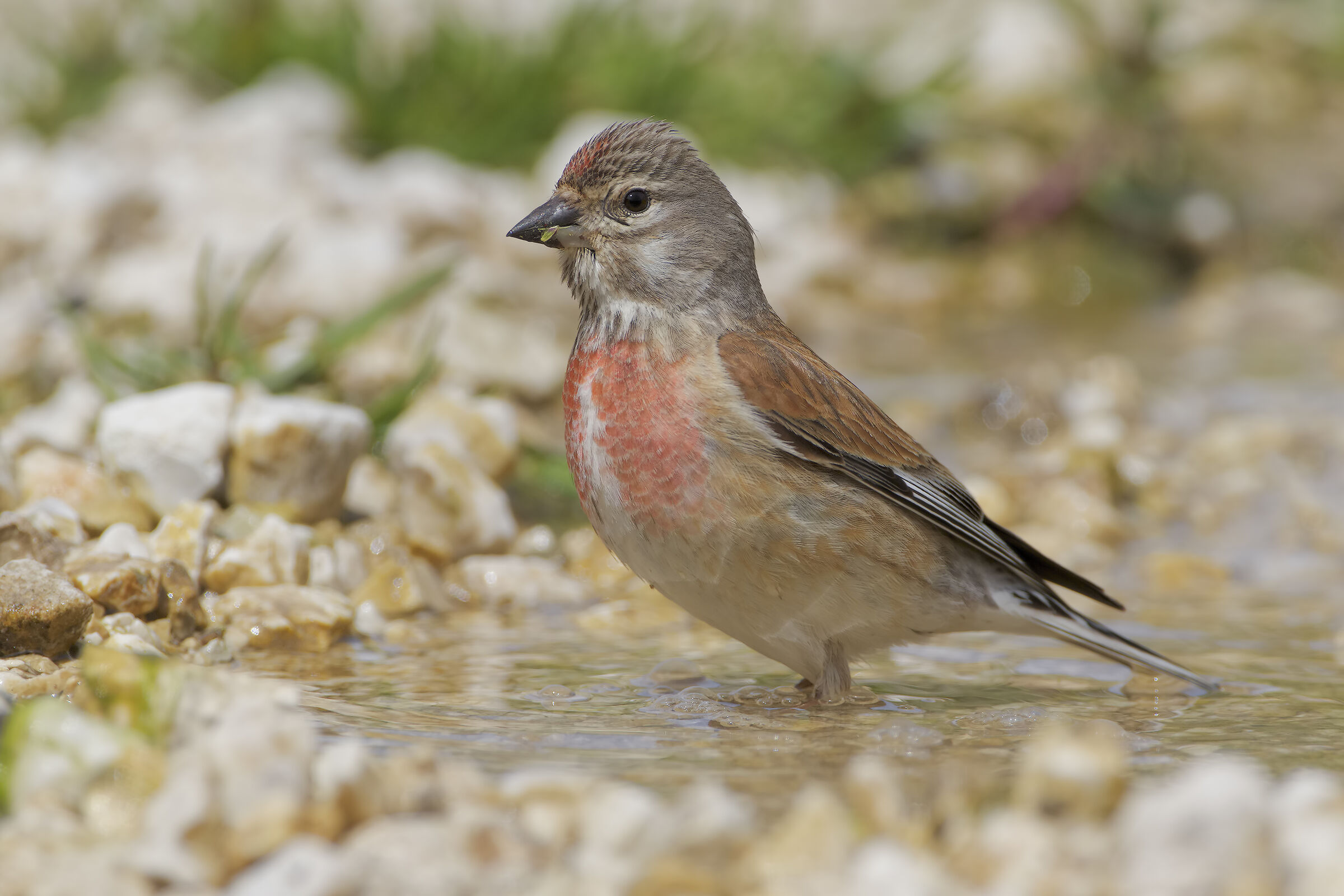 Linnet