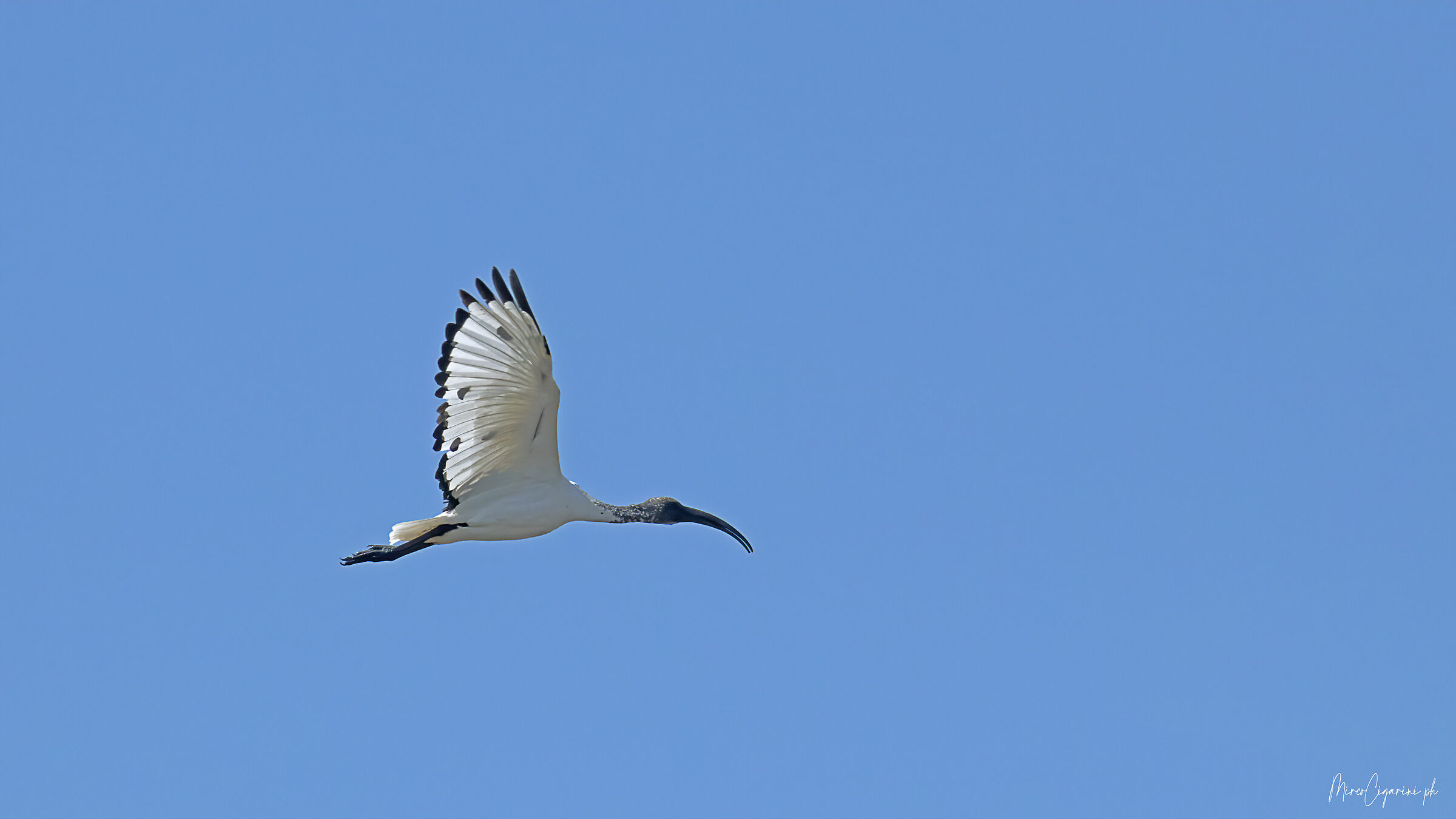 Ibis
