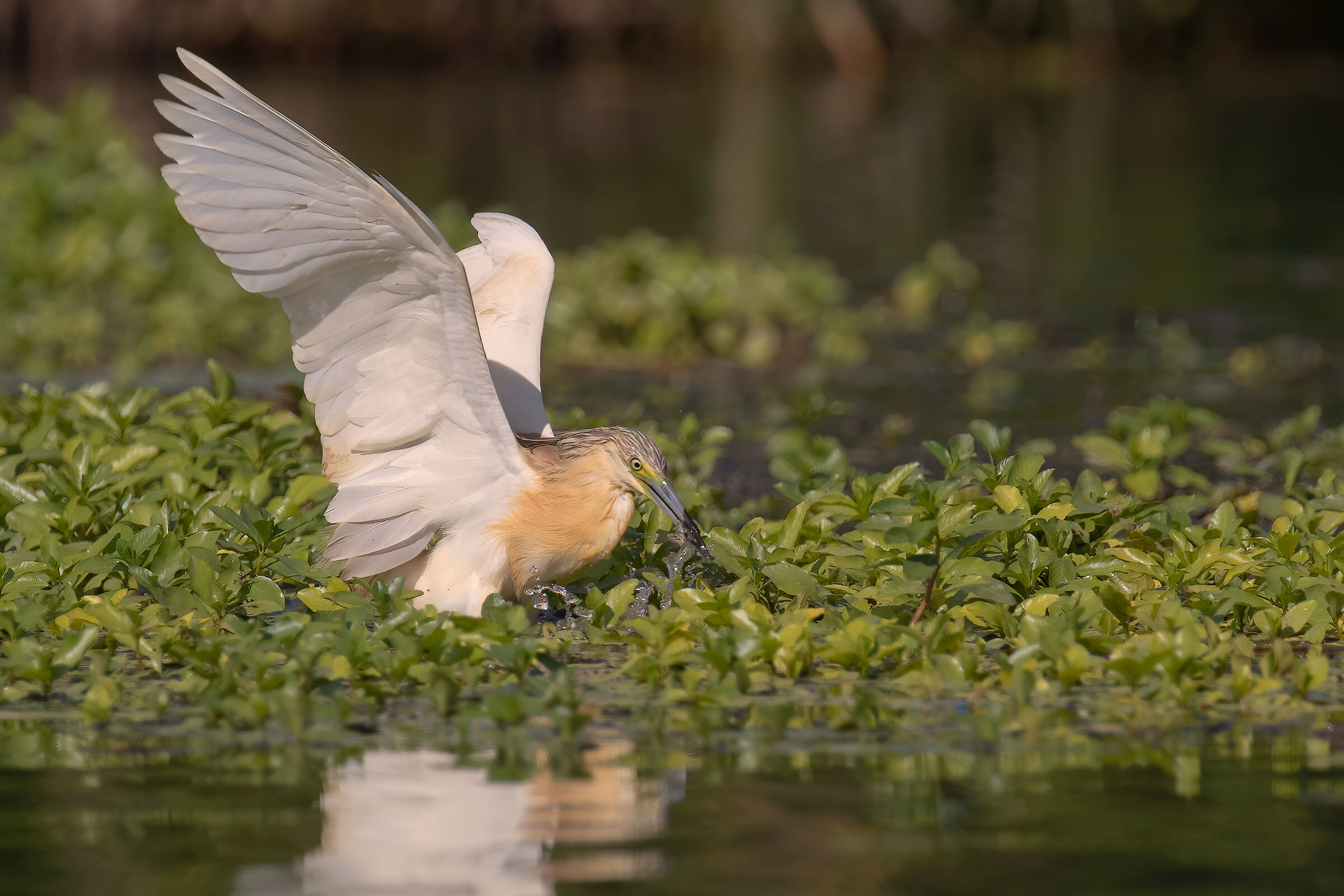 Sgarza ciuffetto con preda