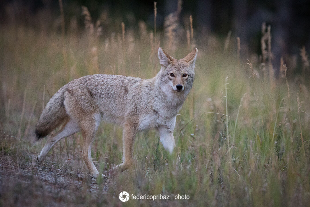 Coyote