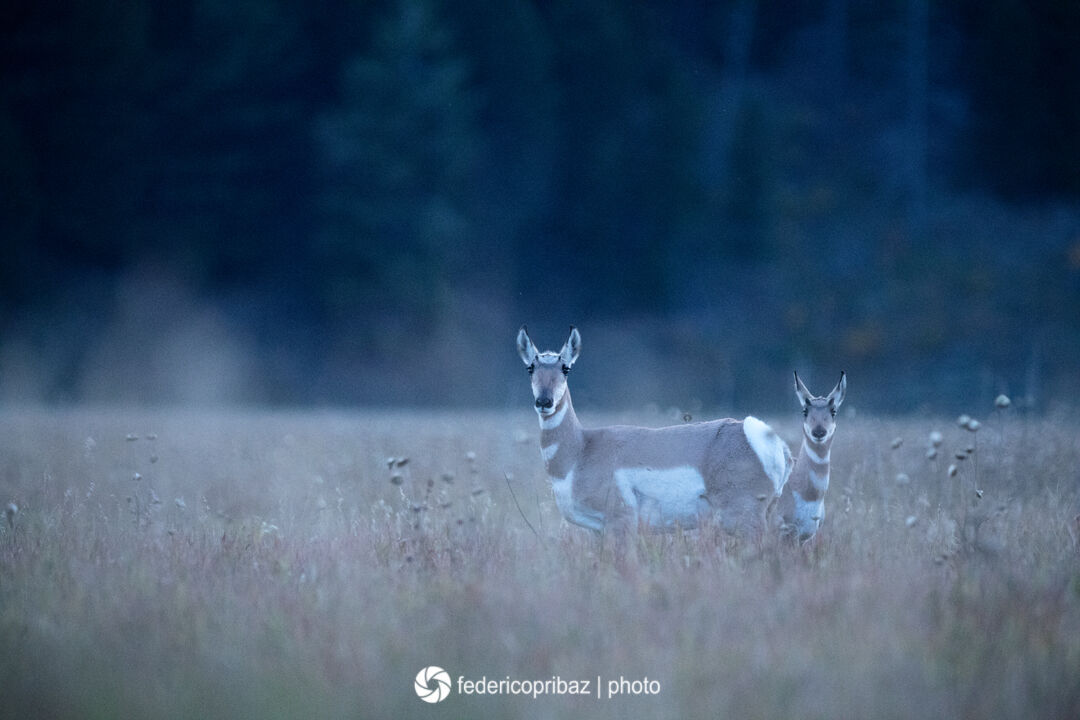 Antilocapra americana