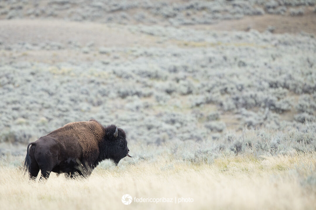 Bisonte