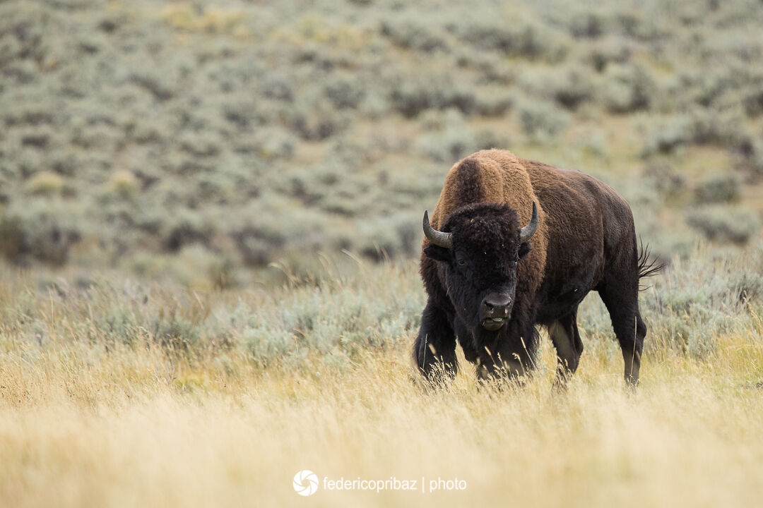 Bisonte