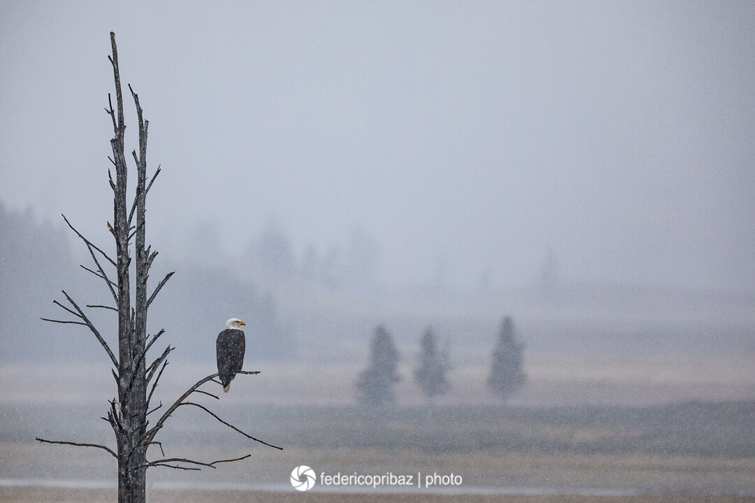 Aquila di mare testa bianca