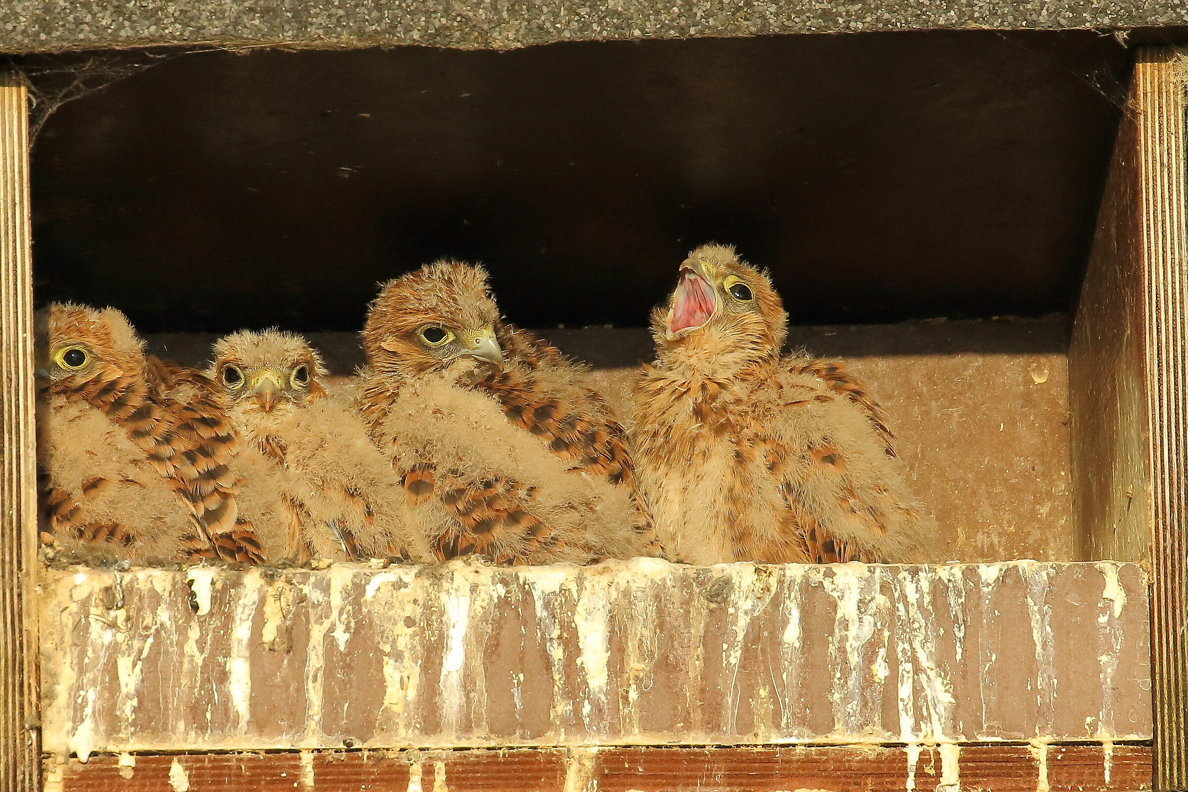 Piccoli gheppi crescono - 2